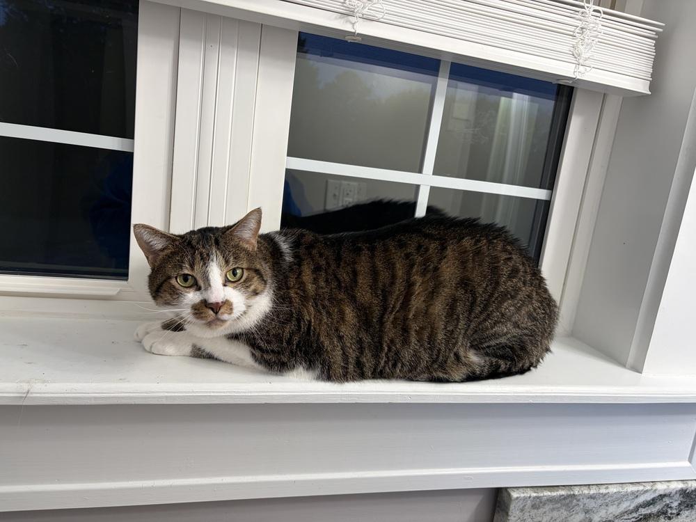 Alfie JN (Petsmart Taylors Adoption Center), a Adoptable Domestic Short Hair in Greenville, SC image 2/4