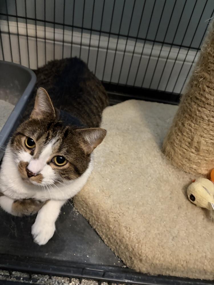 Alfie JN (Petsmart Taylors Adoption Center), a Adoptable Domestic Short Hair in Greenville, SC image 3/4
