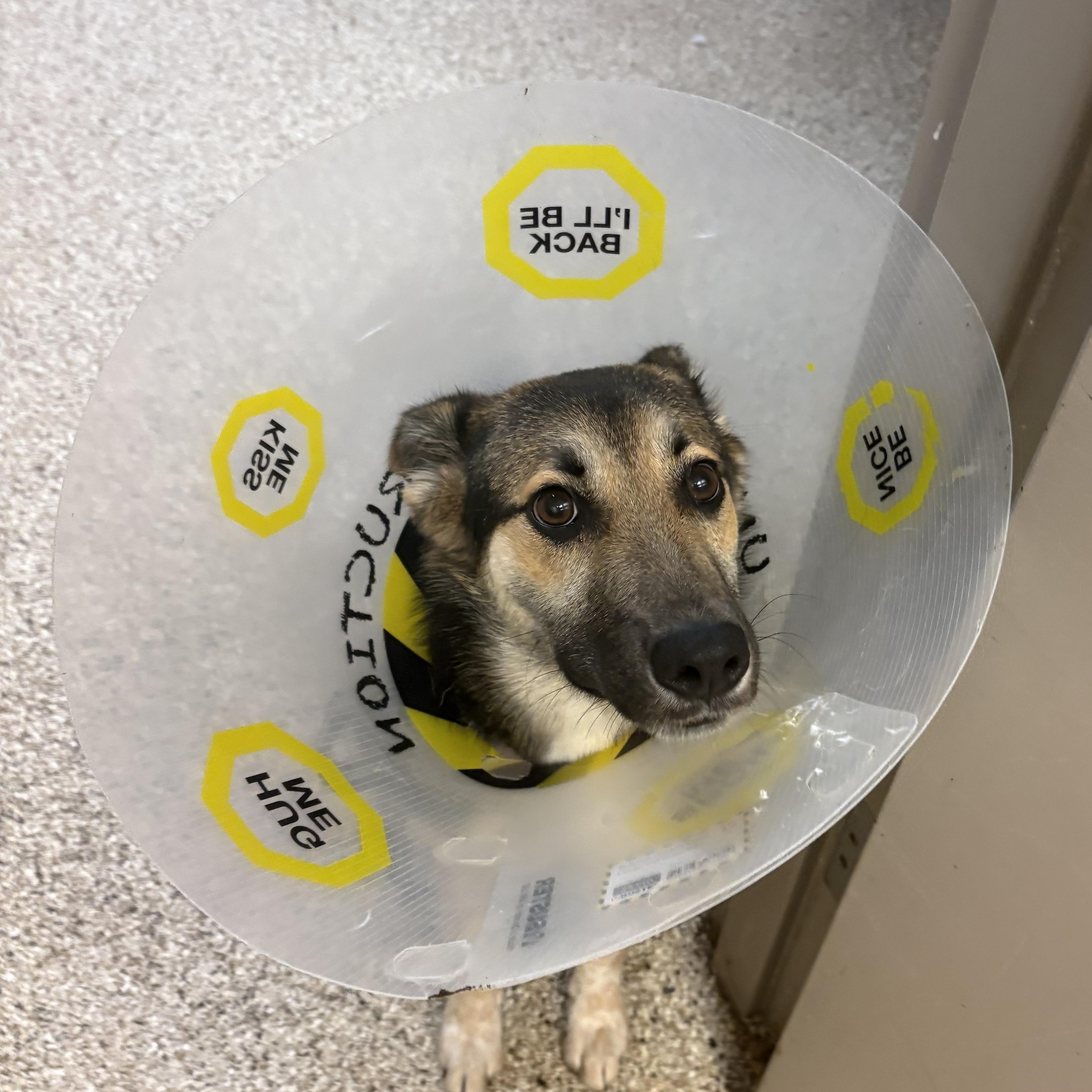 Enlarge Jordan, a ADOPTABLE German Shepherd Dog in Blue Springs, MO image 2/5