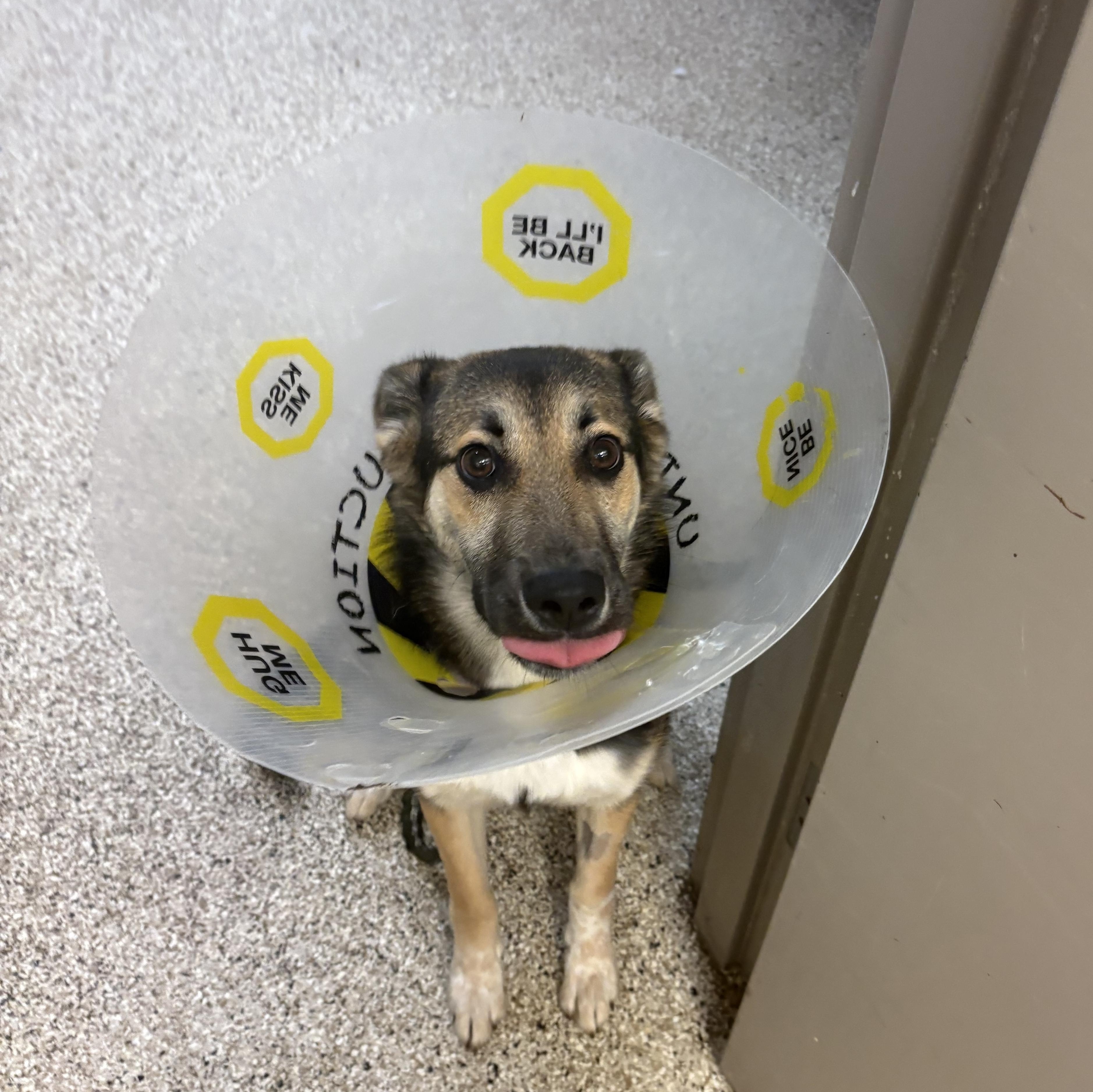 Enlarge Jordan, a ADOPTABLE German Shepherd Dog in Blue Springs, MO image 4/5