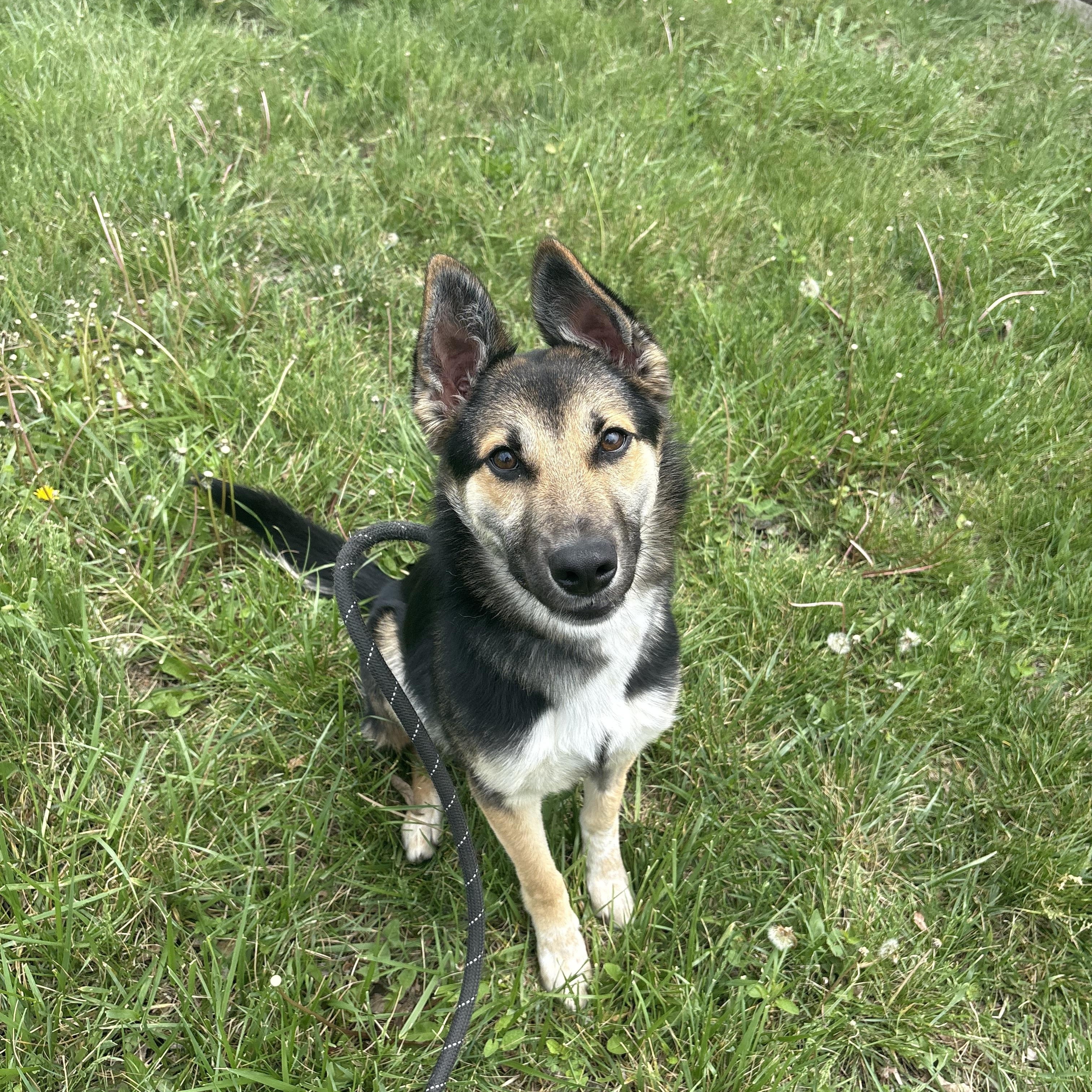 Enlarge Jordan, a ADOPTABLE German Shepherd Dog in Blue Springs, MO image 3/5