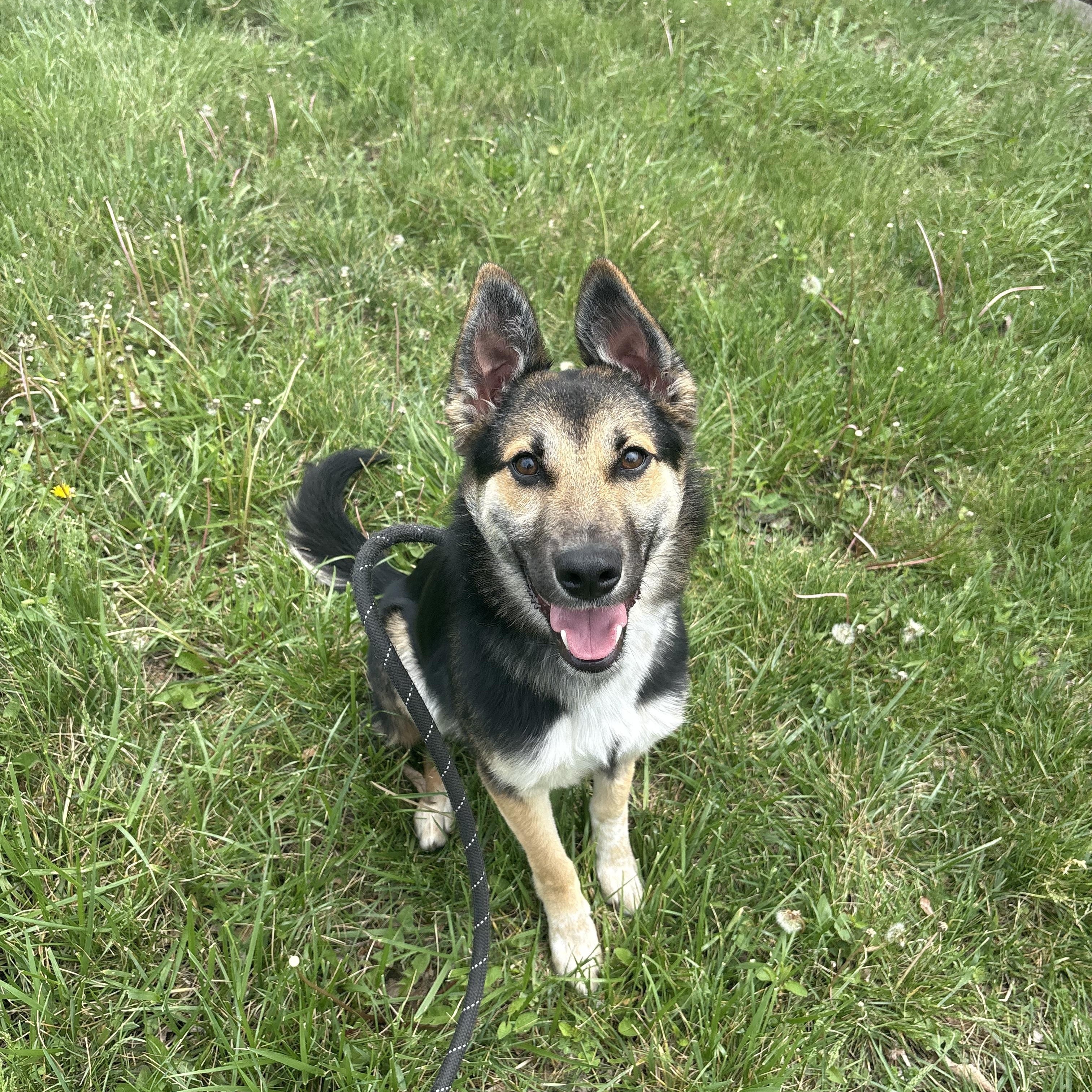 Jordan, ADOPTABLE, Young Female German Shepherd Dog.