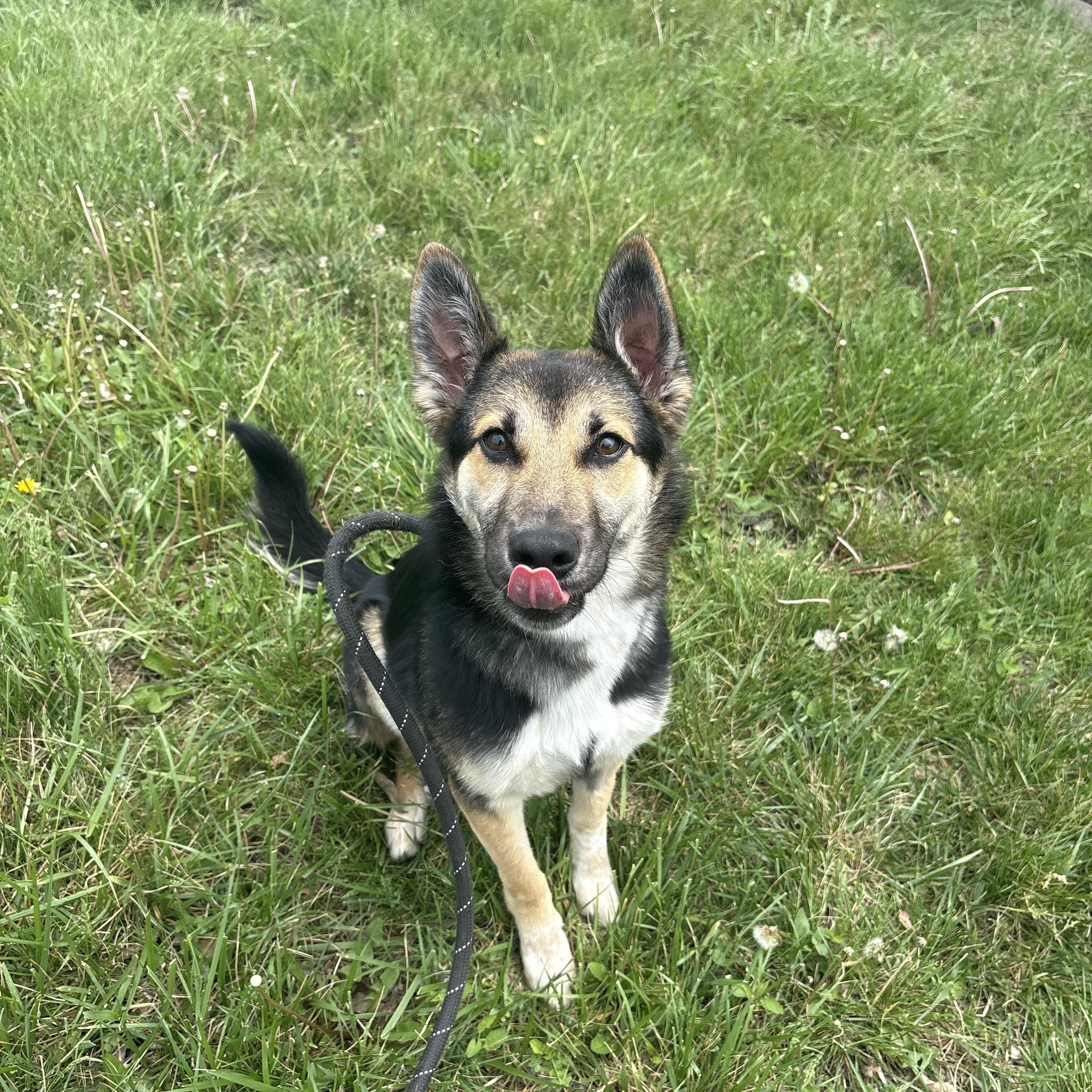 Enlarge Jordan, a ADOPTABLE German Shepherd Dog in Blue Springs, MO image 5/5