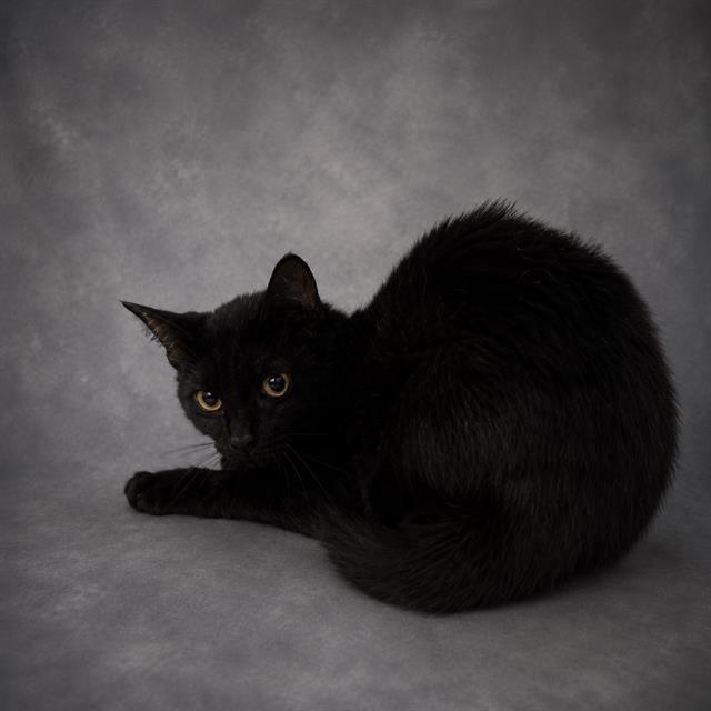 Enlarge LASSITER, a Adoptable Domestic Short Hair in Winter Haven, FL image 1/1