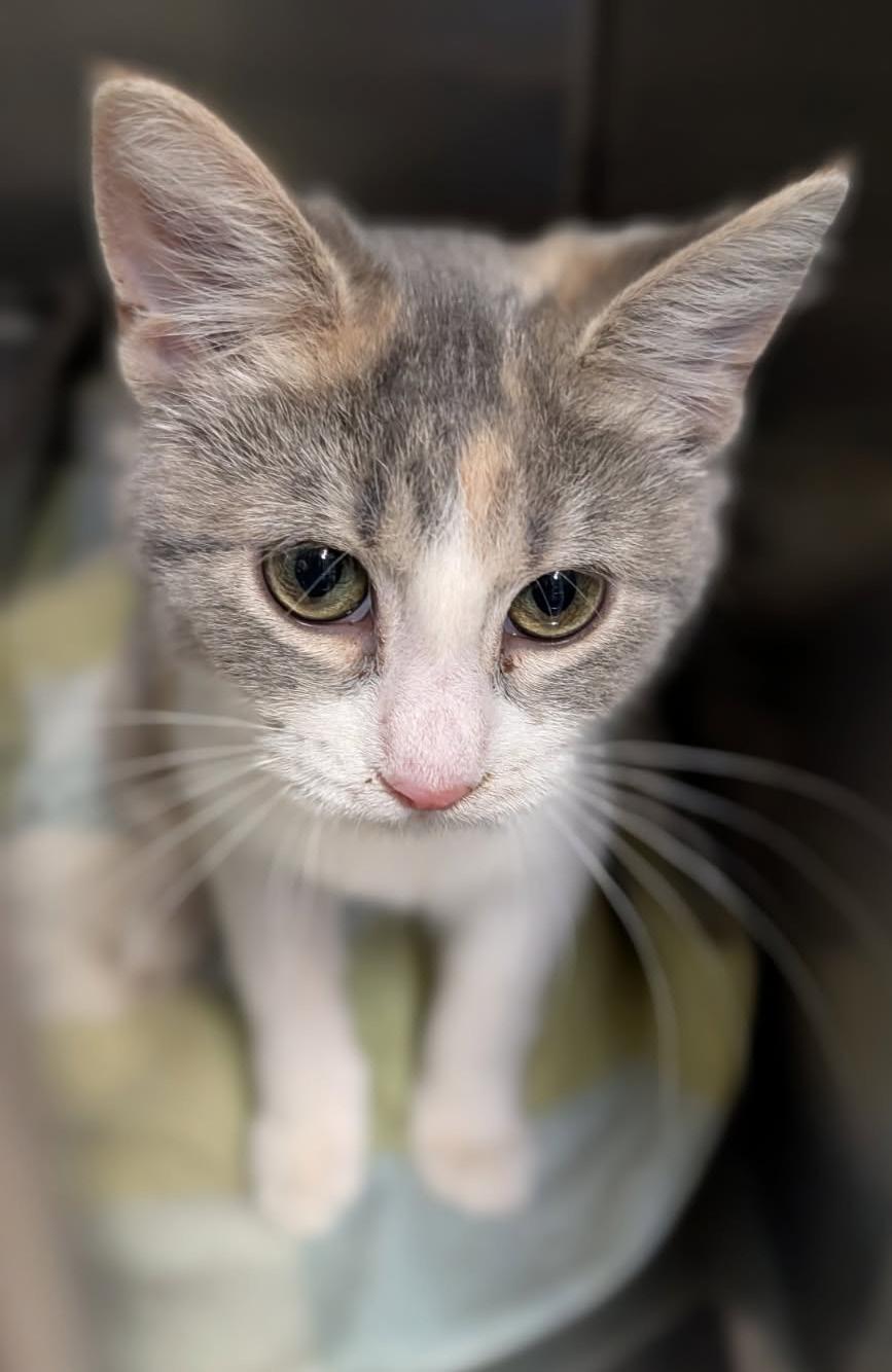 Enlarge Tapioca (Spayed) (Photos 1/20/2026), an adopted mixed breed in Marietta, OH image 4/6