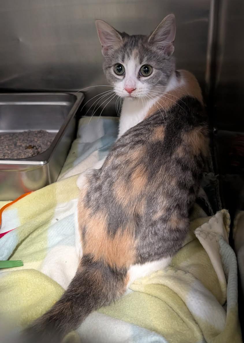 Enlarge Tapioca (Spayed) (Photos 1/20/2026), an adopted mixed breed in Marietta, OH image 3/6