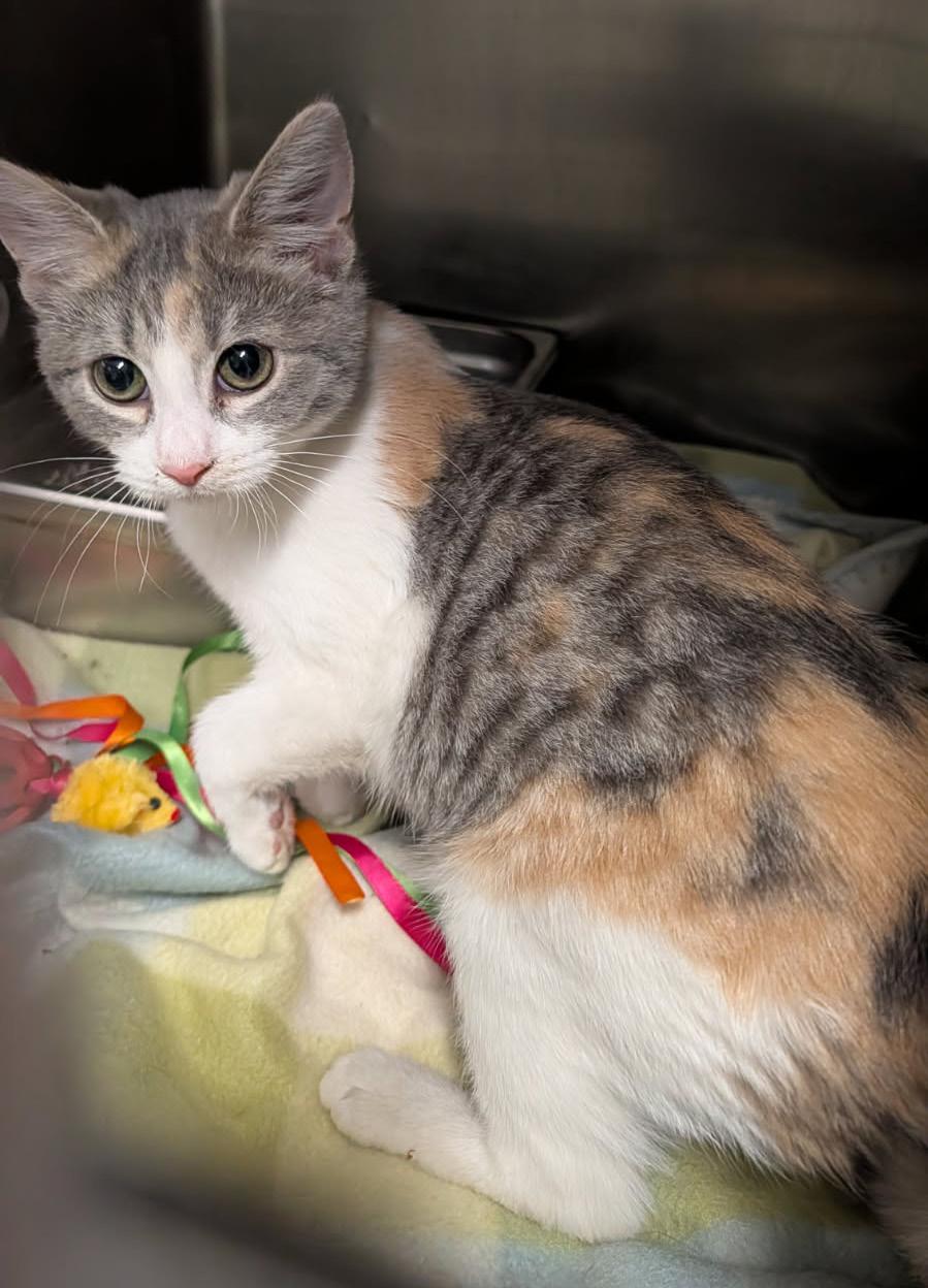 Tapioca (Spayed) (Photos 1/20/2026), adopted, Kitten Female Dilute Calico & Domestic Short Hair.