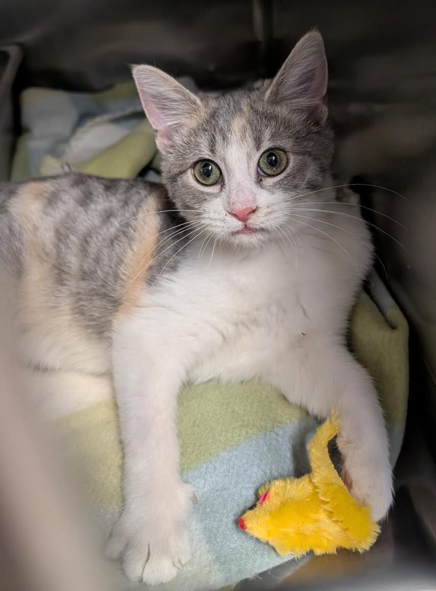 Enlarge Tapioca (Spayed) (Photos 1/20/2026), an adopted mixed breed in Marietta, OH image 6/6