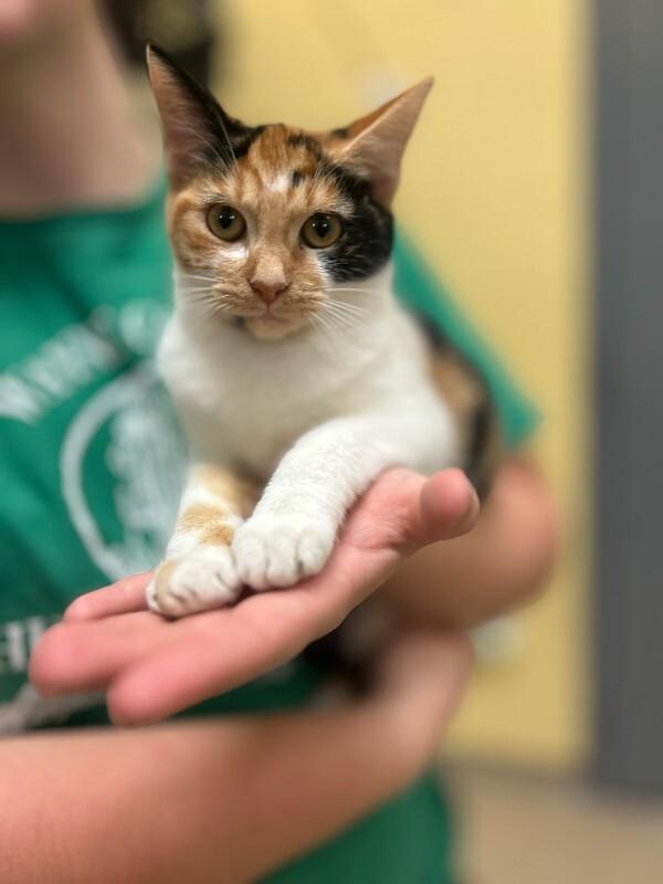Popsicle, Adoptable, Young Female Domestic Short Hair.