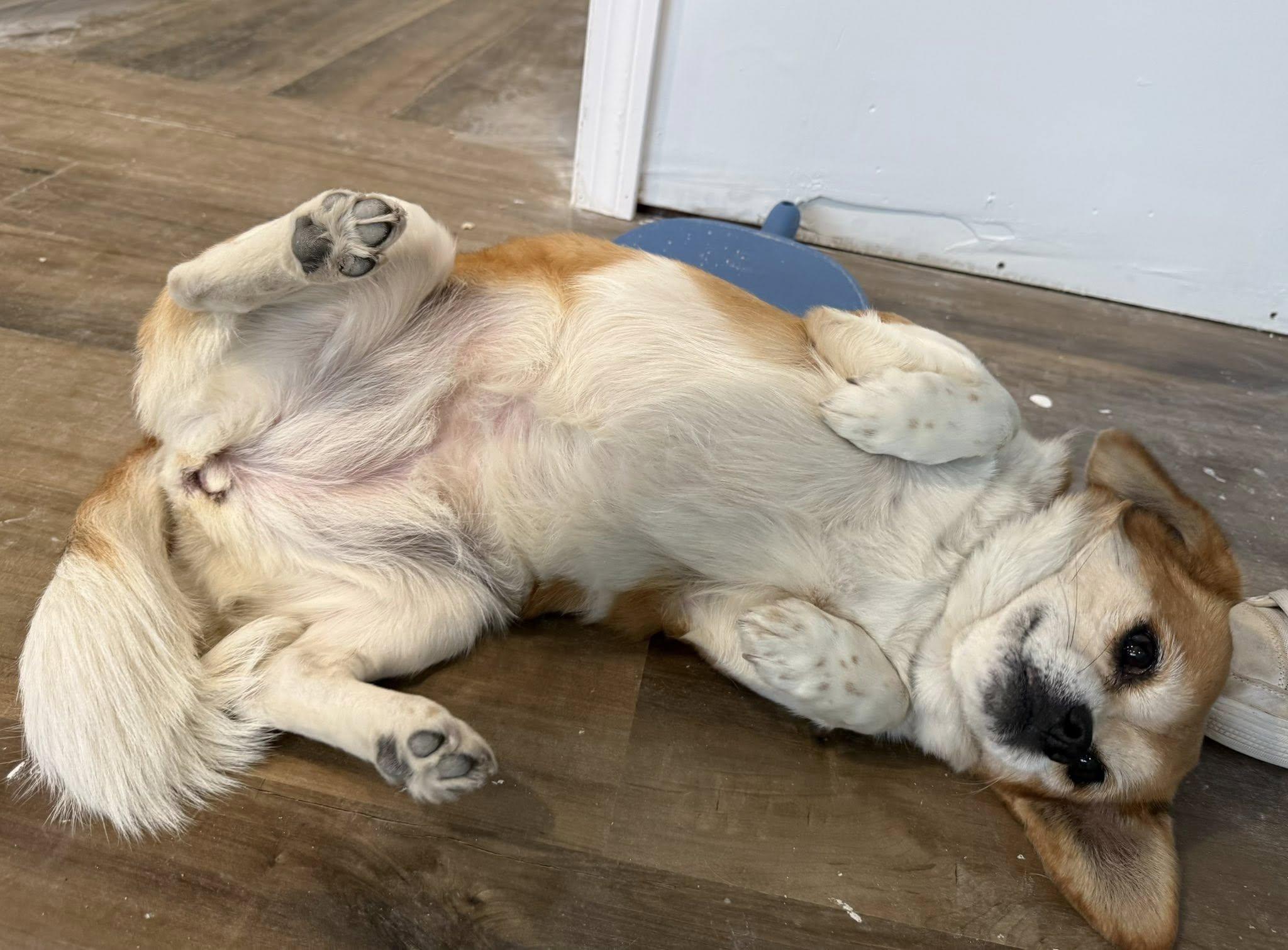 Enlarge Jessie, a ADOPTABLE mixed breed in Torrington, CT image 2/5