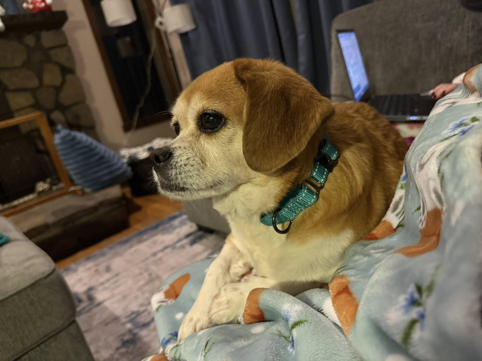 Enlarge Jessie, a ADOPTABLE mixed breed in Torrington, CT image 5/5