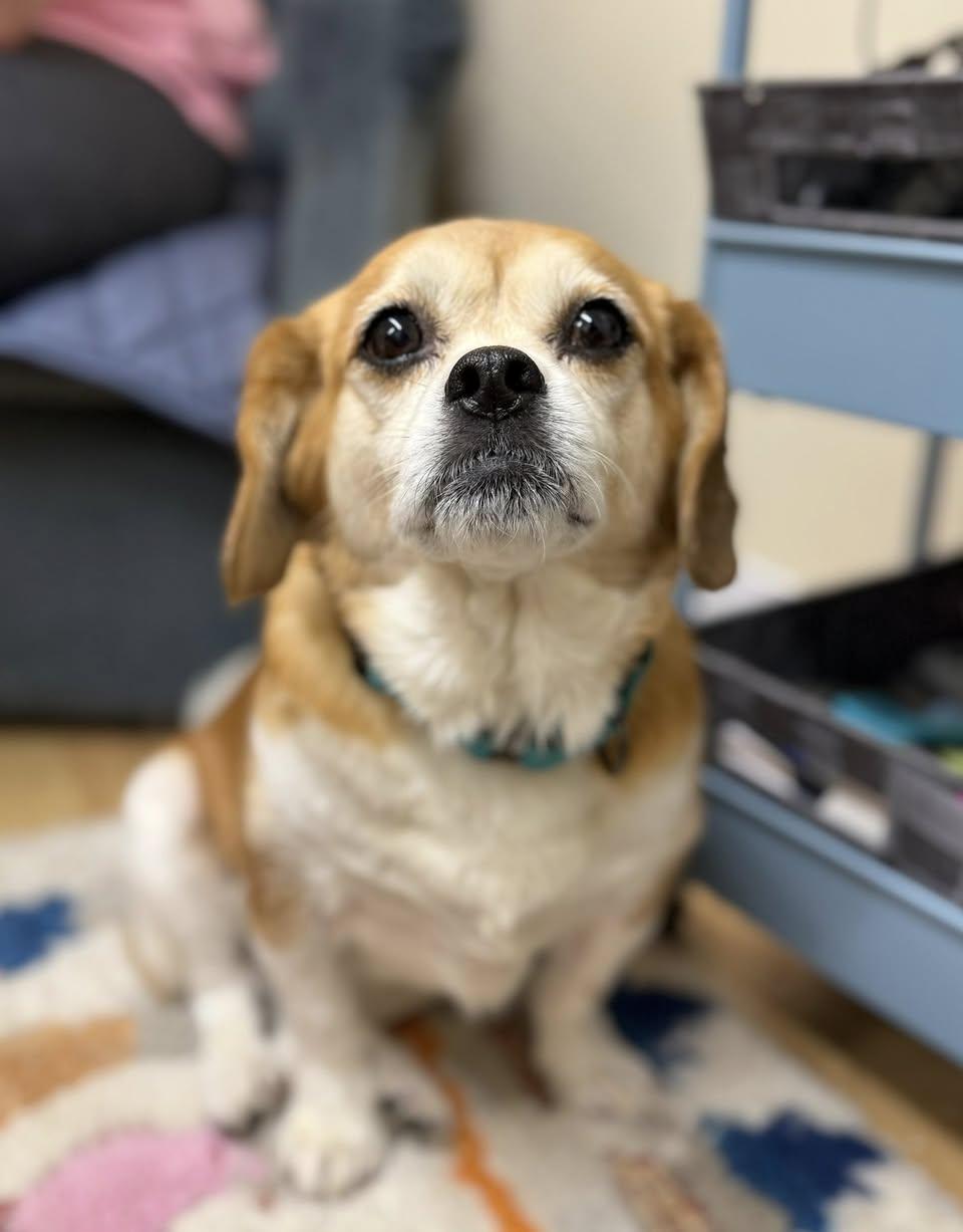 Enlarge Jessie, a ADOPTABLE mixed breed in Torrington, CT image 3/5