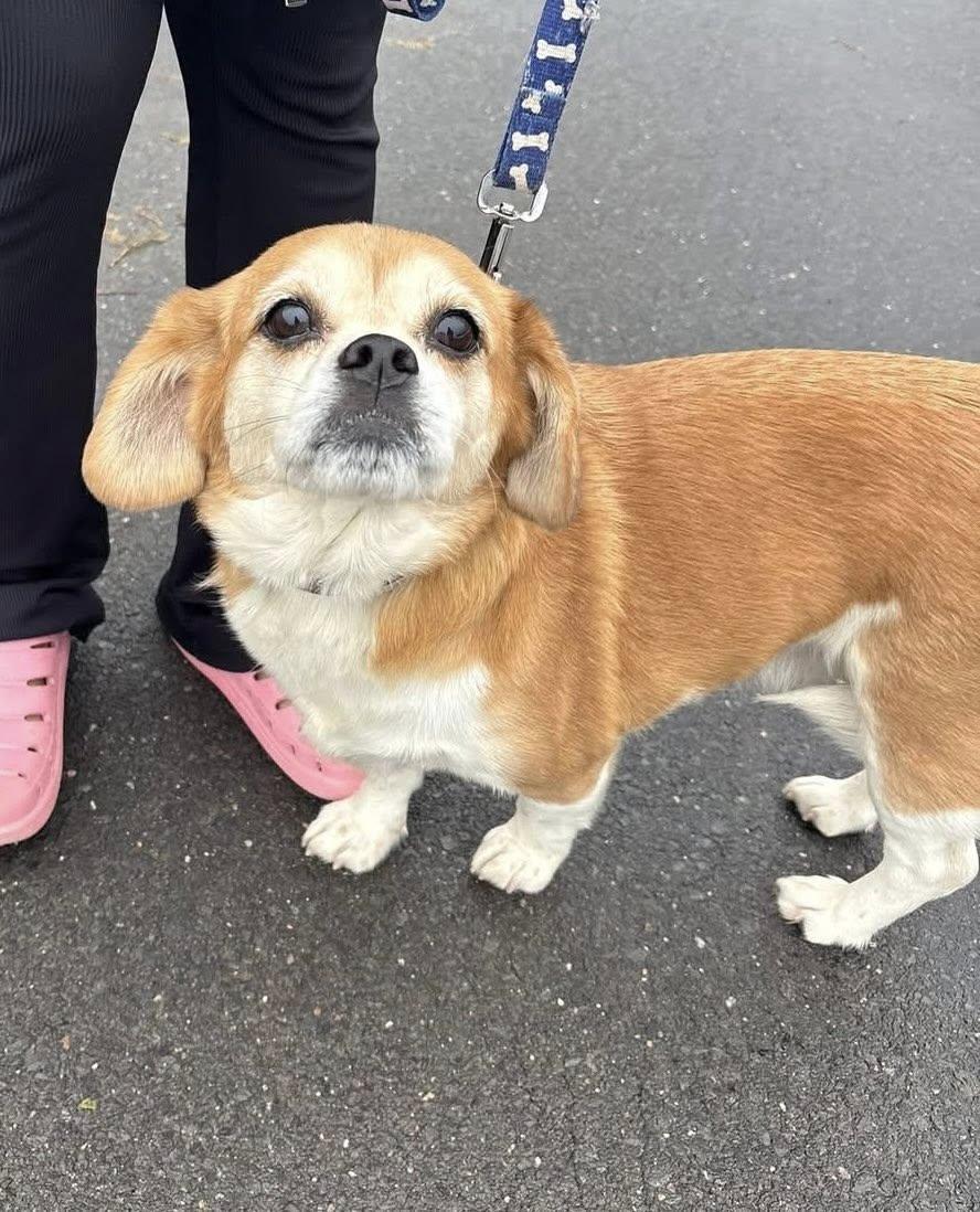 Jessie, ADOPTABLE, Adult Female Beagle & Chihuahua.