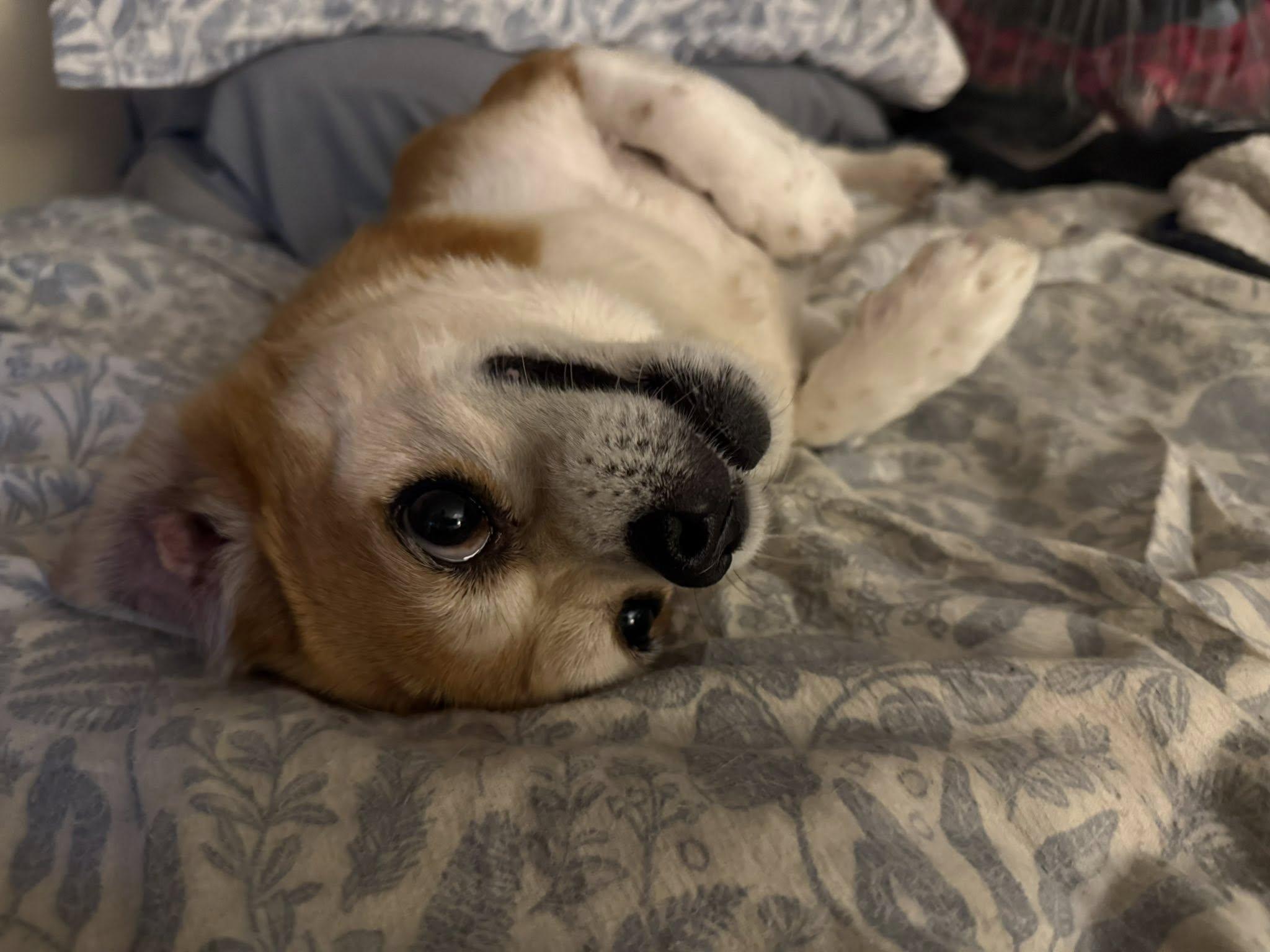 Enlarge Jessie, a ADOPTABLE mixed breed in Torrington, CT image 4/5