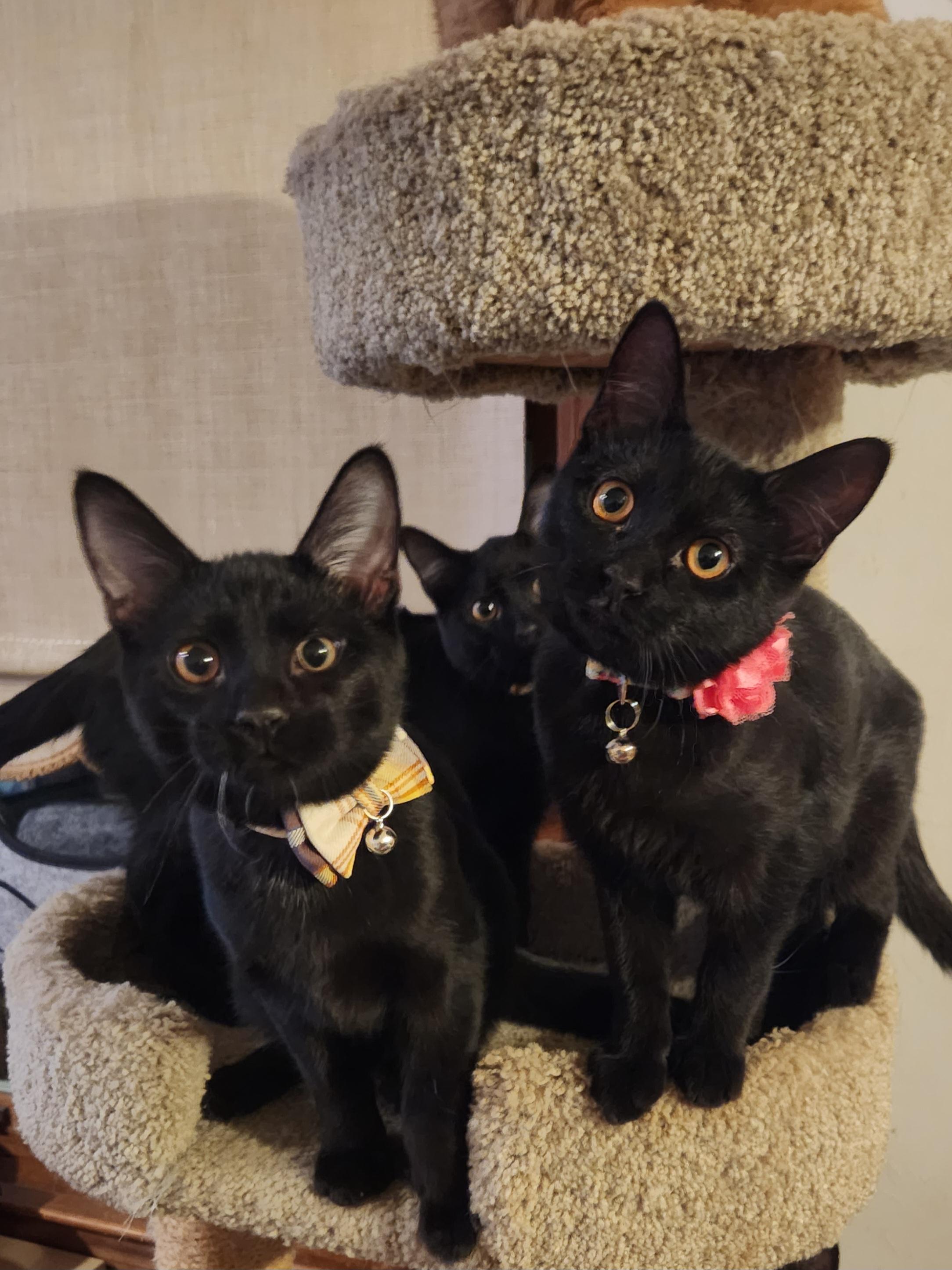 Lady Jane - Bonded w/ Valkyrie, a Adoptable mixed breed in Clawson, MI image 5/5