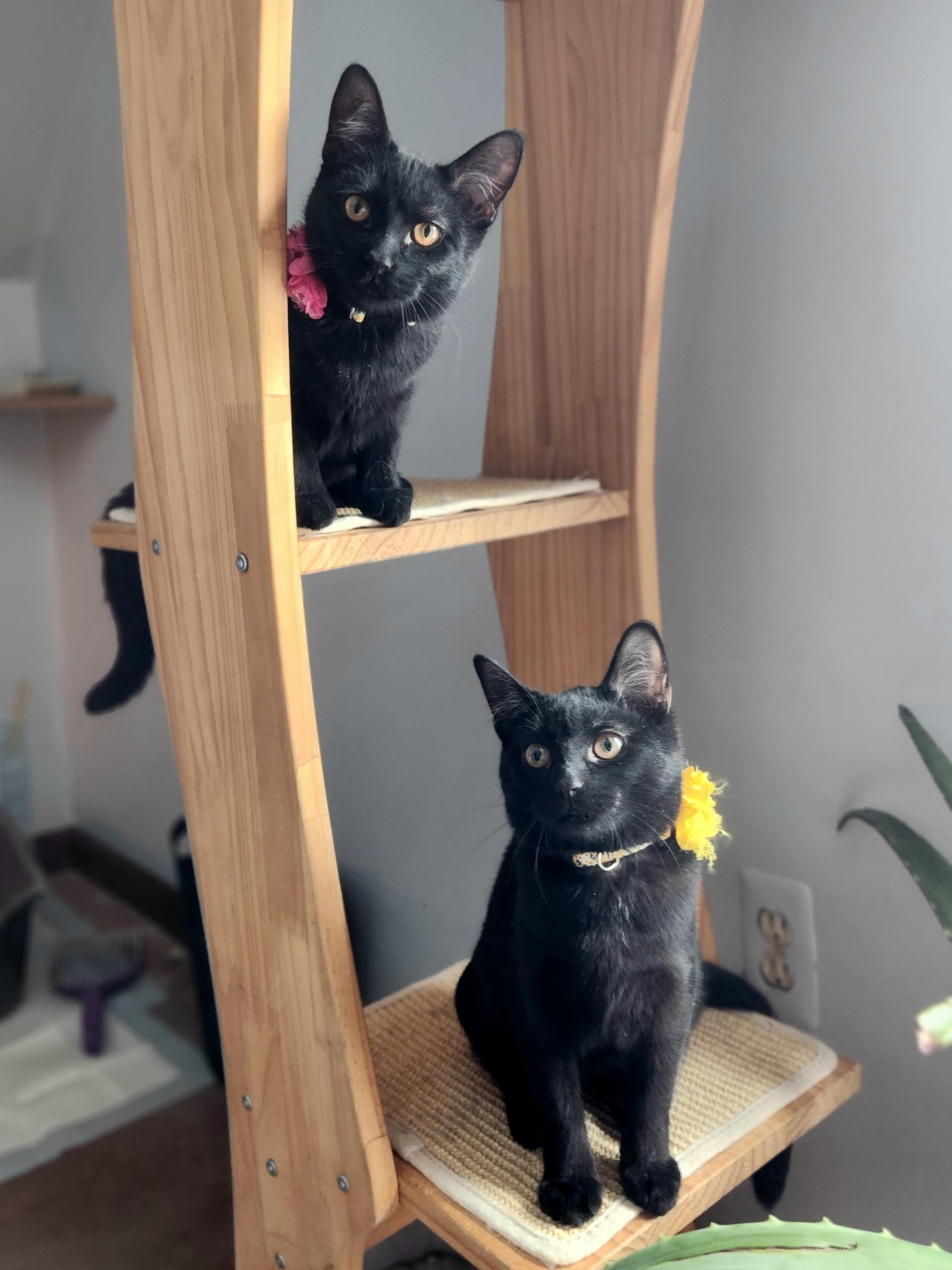 Lady Jane - Bonded w/ Valkyrie, a Adoptable mixed breed in Clawson, MI image 3/5