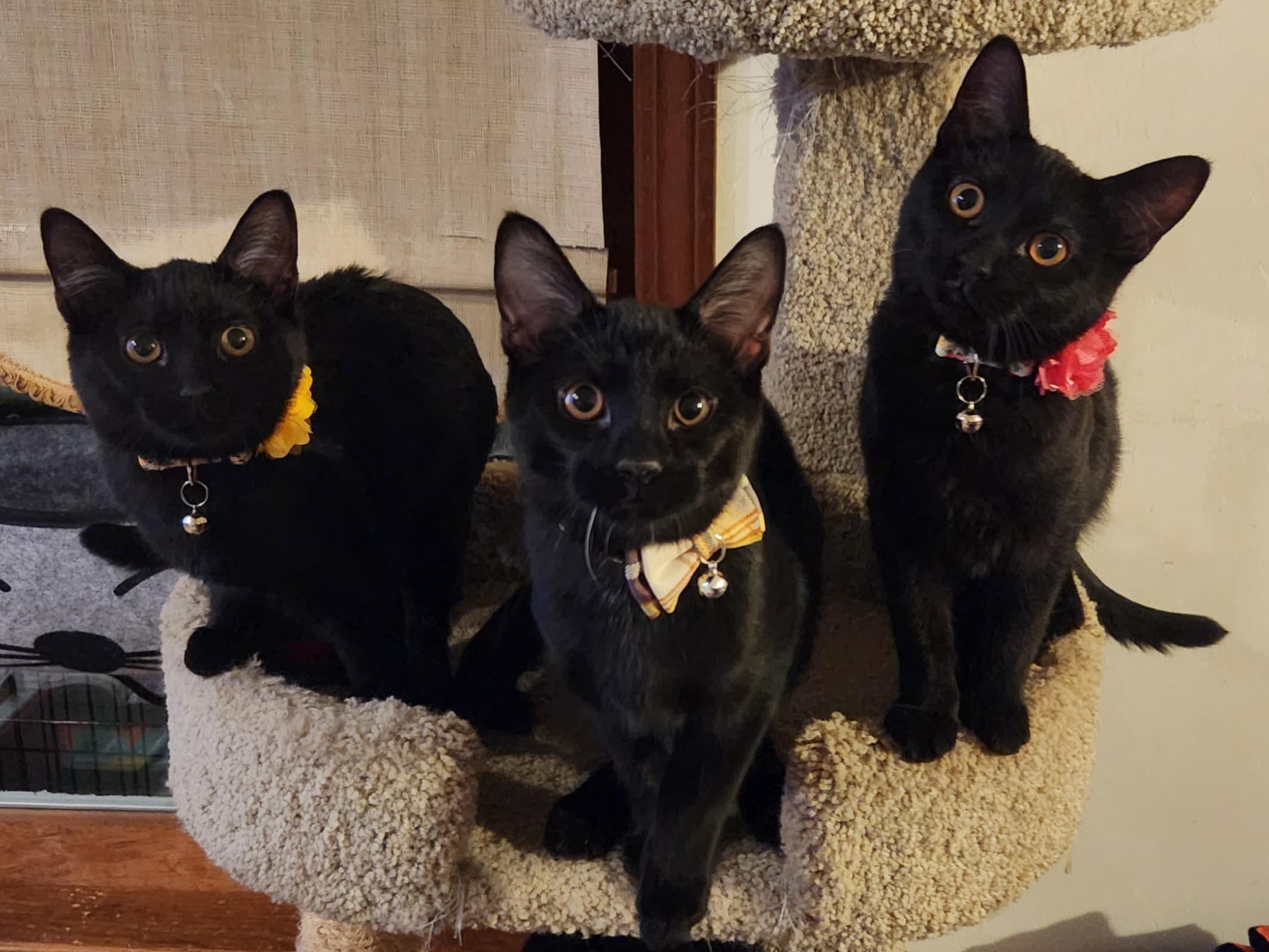 Lady Jane - Bonded w/ Valkyrie, a Adoptable mixed breed in Clawson, MI image 4/5