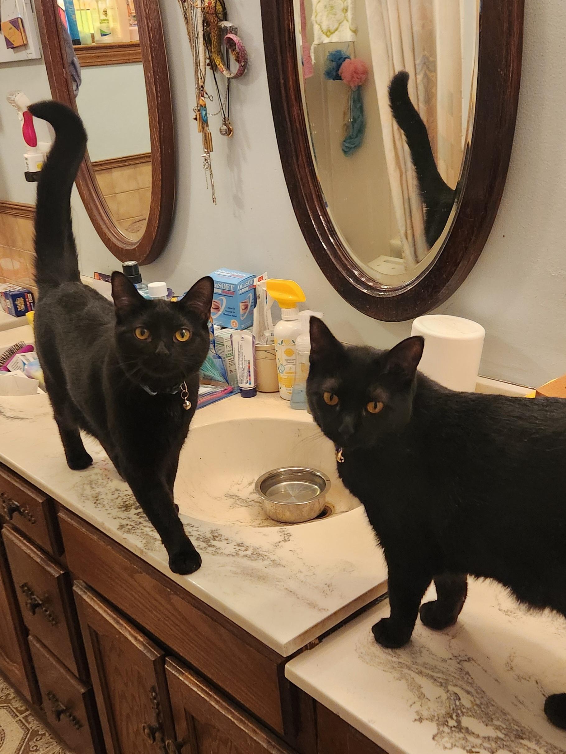 Enlarge Lady Jane - Bonded w/ Valkyrie, a Adoptable mixed breed in Clawson, MI image 2/4