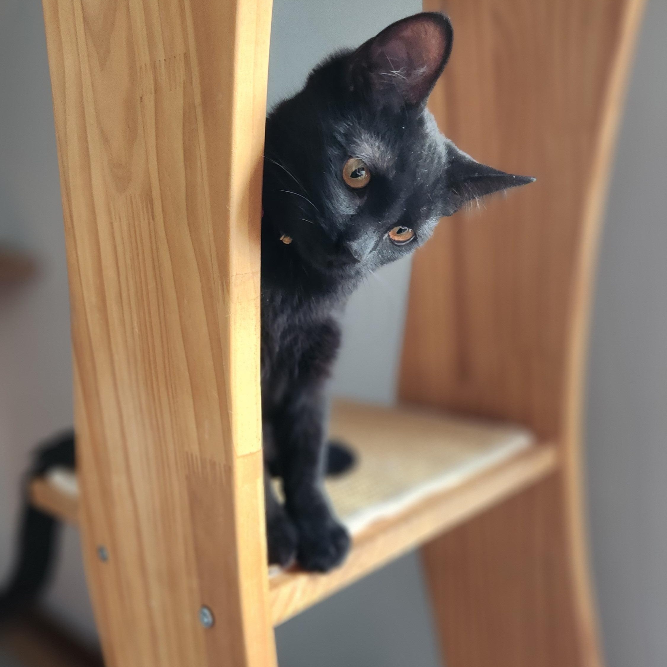 Lady Jane  Bonded thumbnail 5