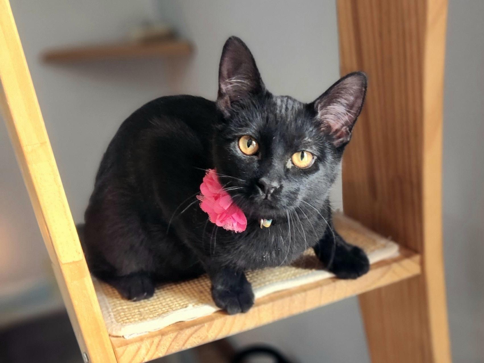 Lady Jane - Bonded w/ Valkyrie, a Adoptable mixed breed in Clawson, MI image 1/5