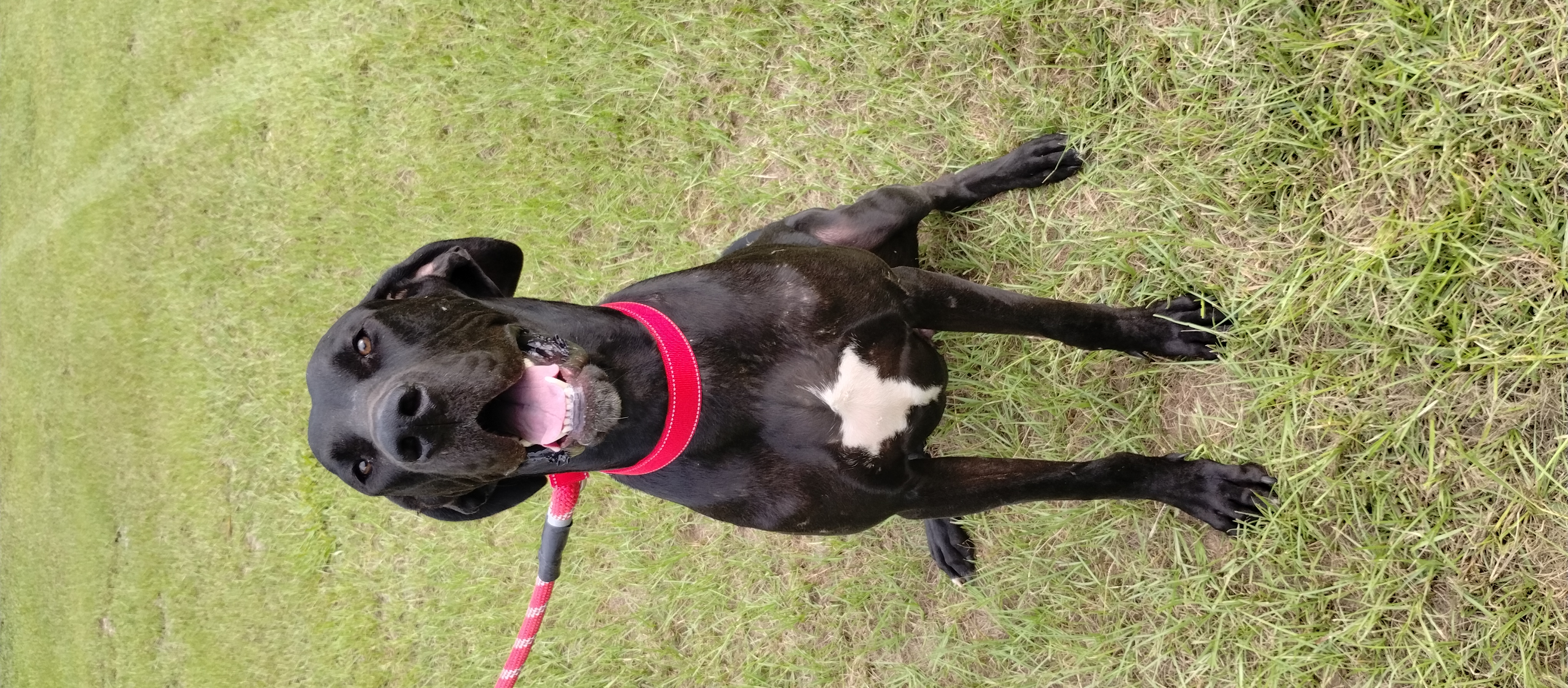 Enlarge Leo, a Adoptable Great Dane in Bonneau, SC image 1/3