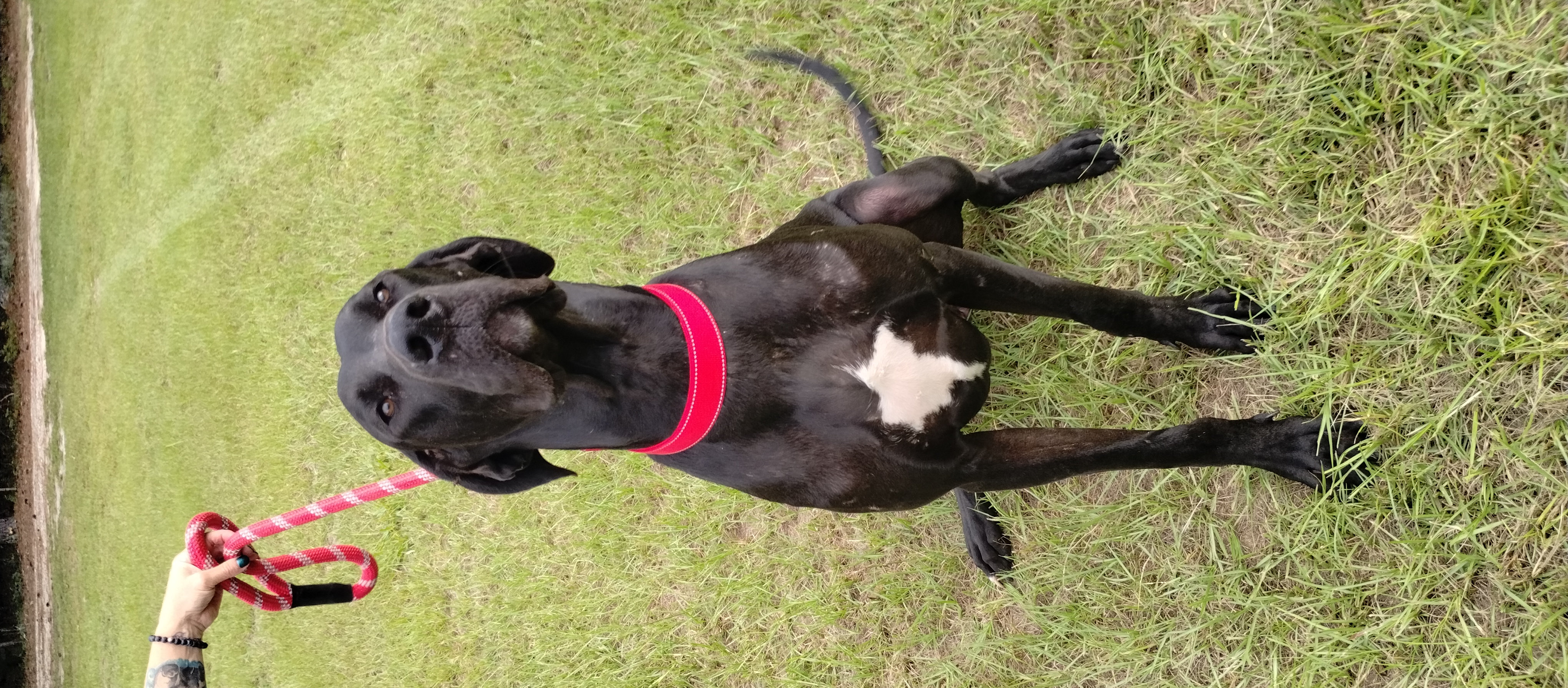 Enlarge Leo, a Adoptable Great Dane in Bonneau, SC image 2/3