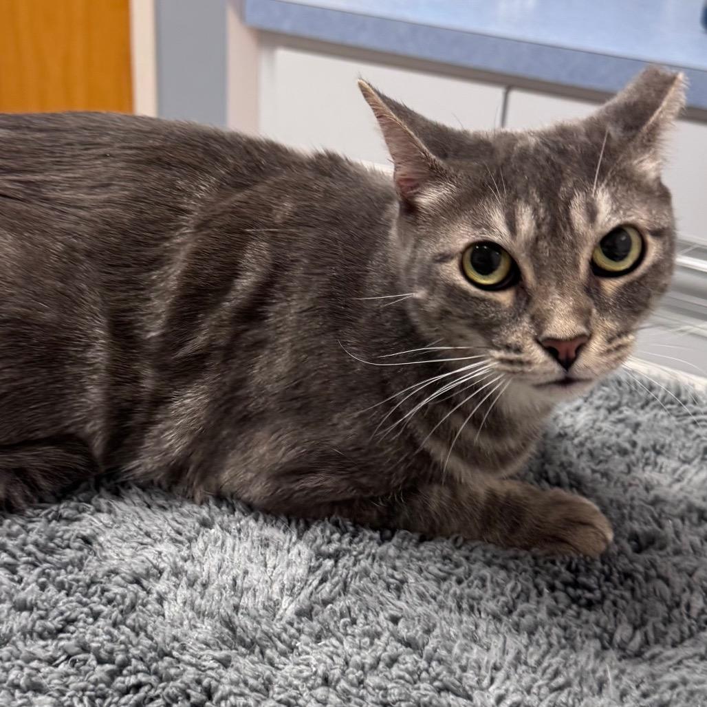 Pecos, Adoptable, Adult Female Domestic Short Hair.