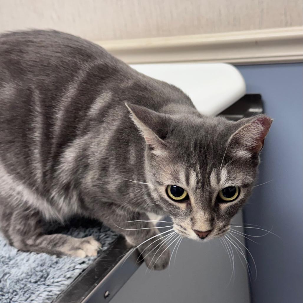 Enlarge Pecos, a Adoptable Domestic Short Hair in TITUSVILLE, FL image 2/5