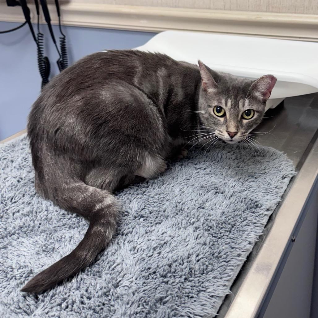 Enlarge Pecos, a Adoptable Domestic Short Hair in TITUSVILLE, FL image 3/5
