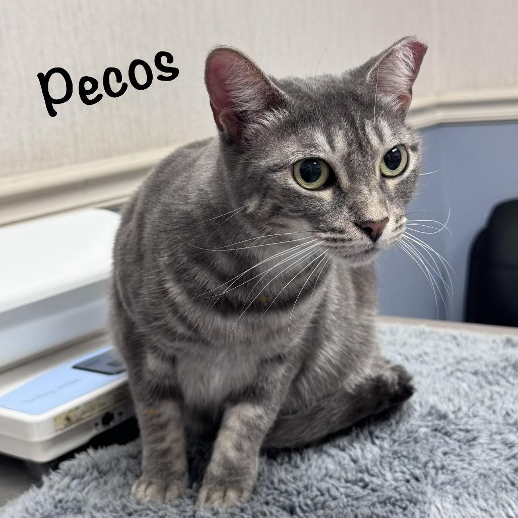 Enlarge Pecos, a Adoptable Domestic Short Hair in TITUSVILLE, FL image 4/5