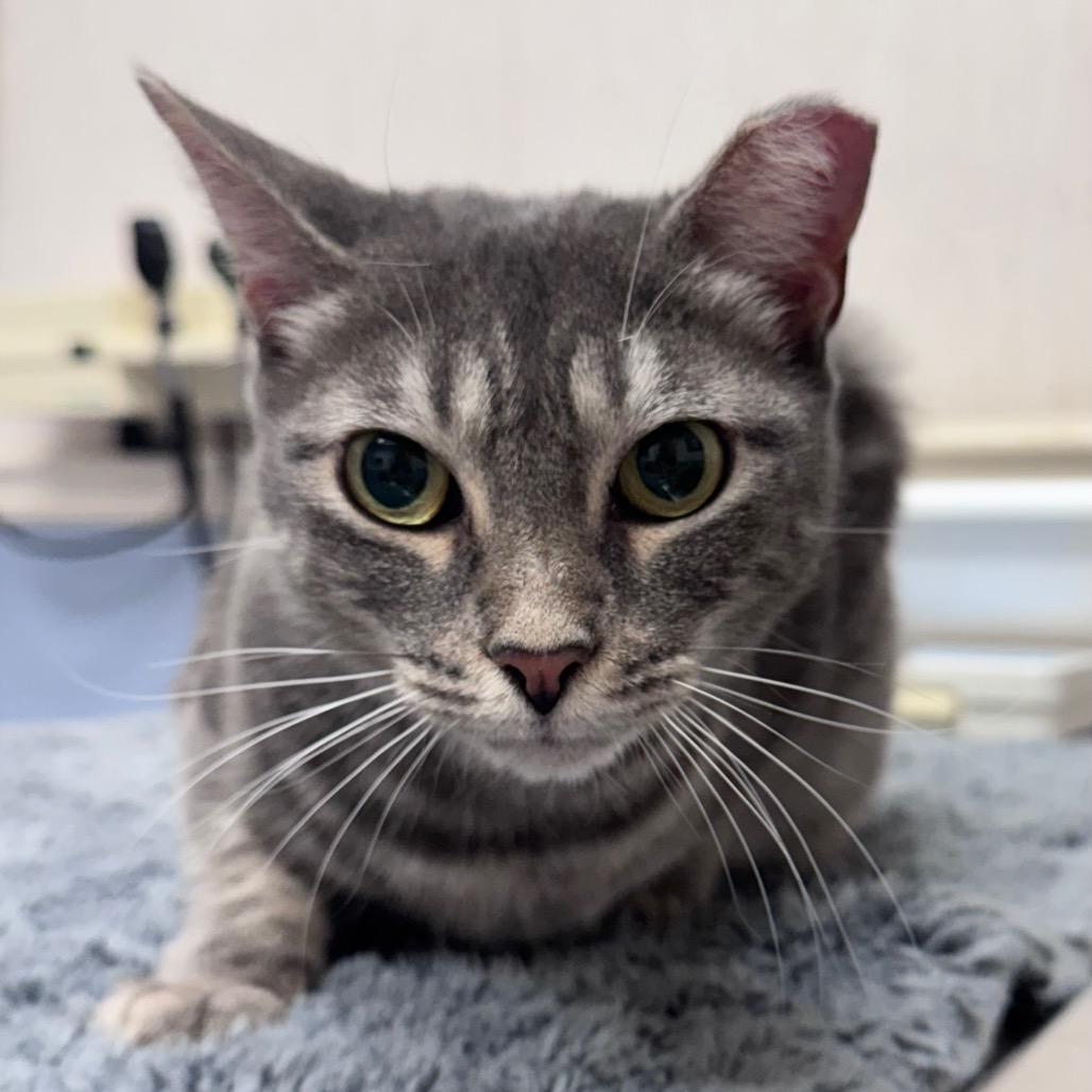 Enlarge Pecos, a Adoptable Domestic Short Hair in TITUSVILLE, FL image 5/5