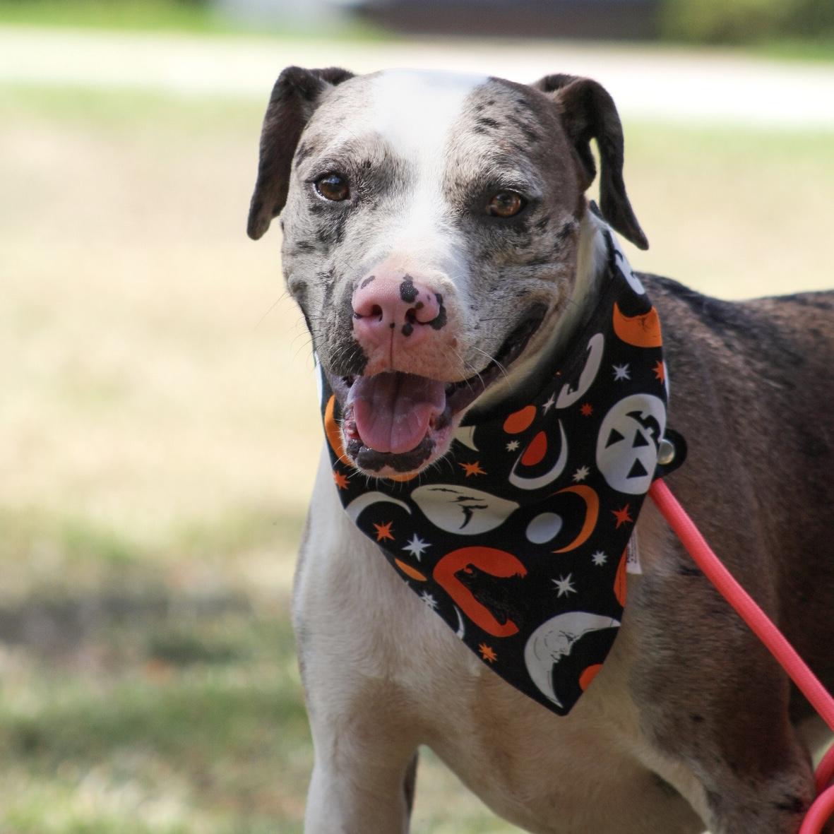 Wilbur, Adoptable, Adult Male Catahoula Leopard Dog.