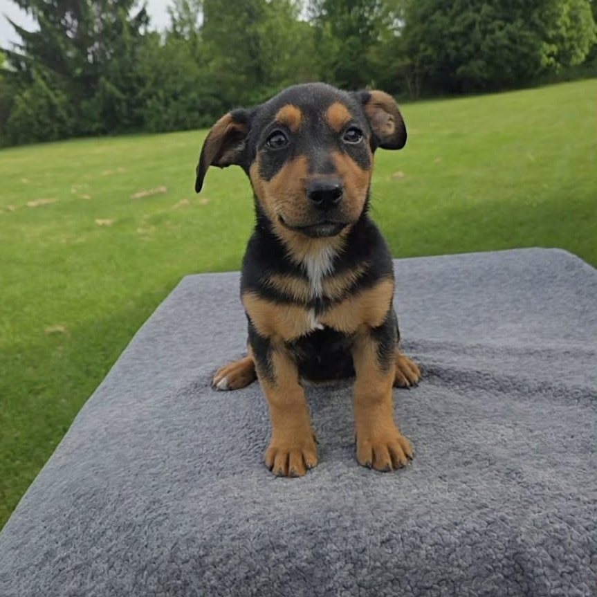 Enlarge Lassen, a Adoptable mixed breed in McHenry, IL image 1/2