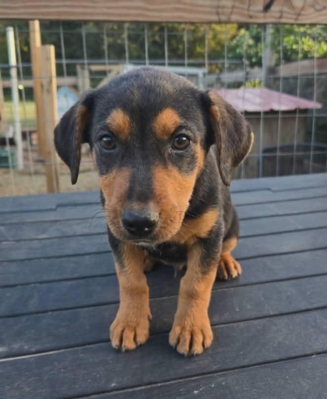 Enlarge Lassen, a Adoptable mixed breed in McHenry, IL image 2/2