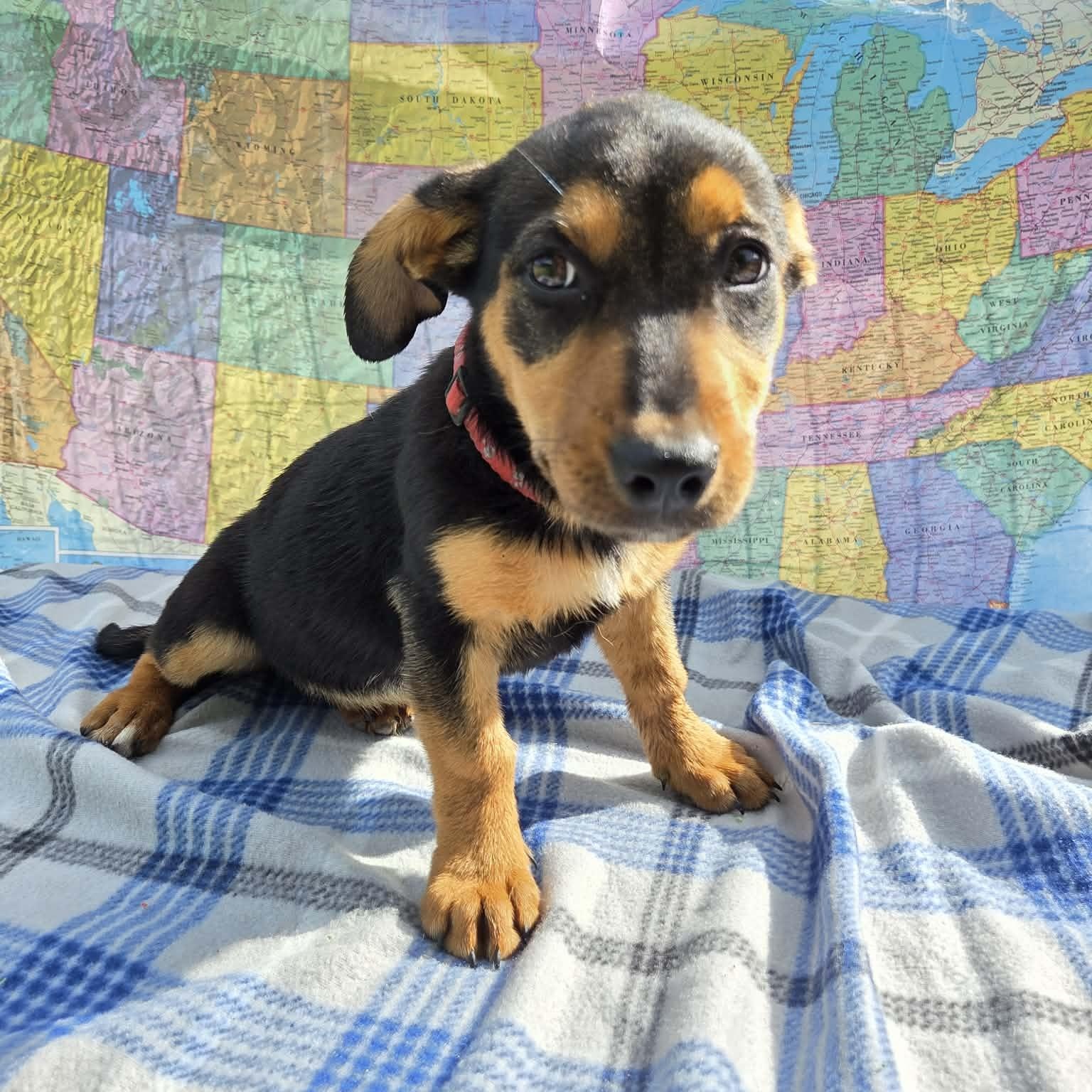 Lassen, Adoptable, Puppy Female Australian Shepherd.