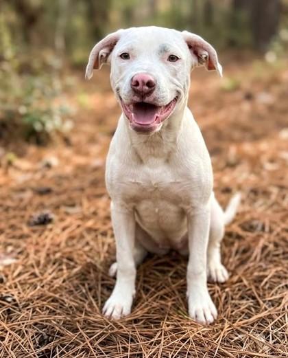 Enlarge Snow, a Adoptable mixed breed in Guntersville, AL image 1/1