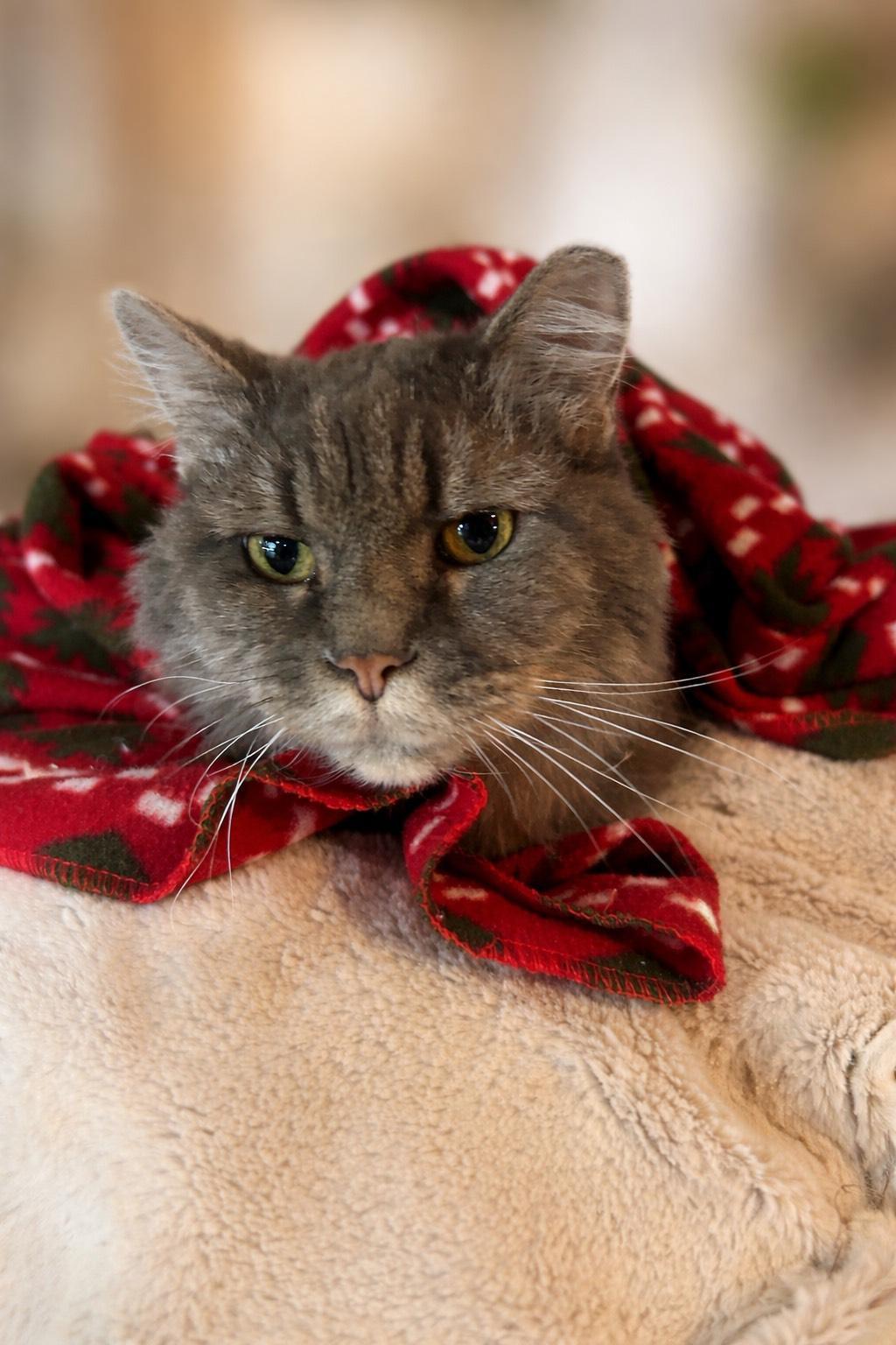 Luna, ADOPTABLE, Adult Female American Shorthair.