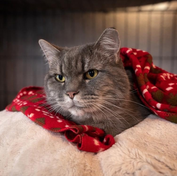 Enlarge Luna, a ADOPTABLE mixed breed in Glendale, AZ image 2/3