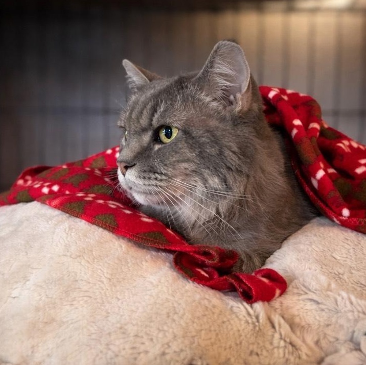 Enlarge Luna, a ADOPTABLE mixed breed in Glendale, AZ image 3/3