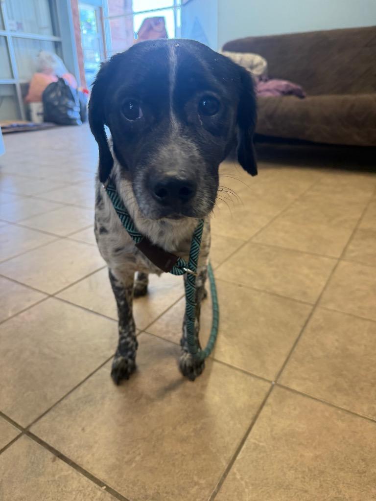 Enlarge Skye, a Adoptable mixed breed in Marion, OH image 1/1