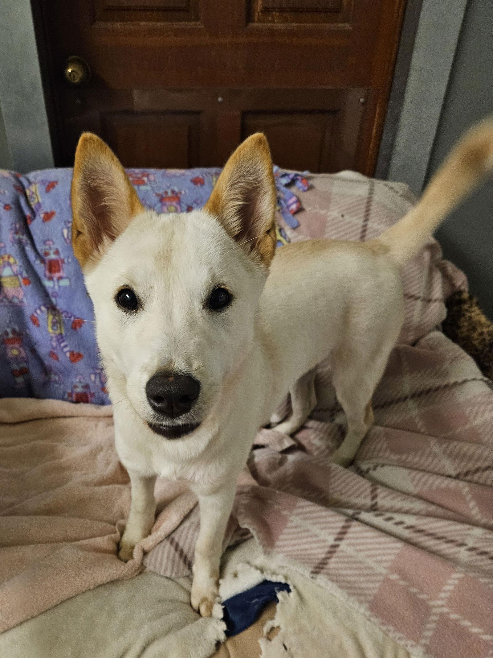 Enlarge PINK, a Adoptable mixed breed in Agoura Hills, CA image 2/3