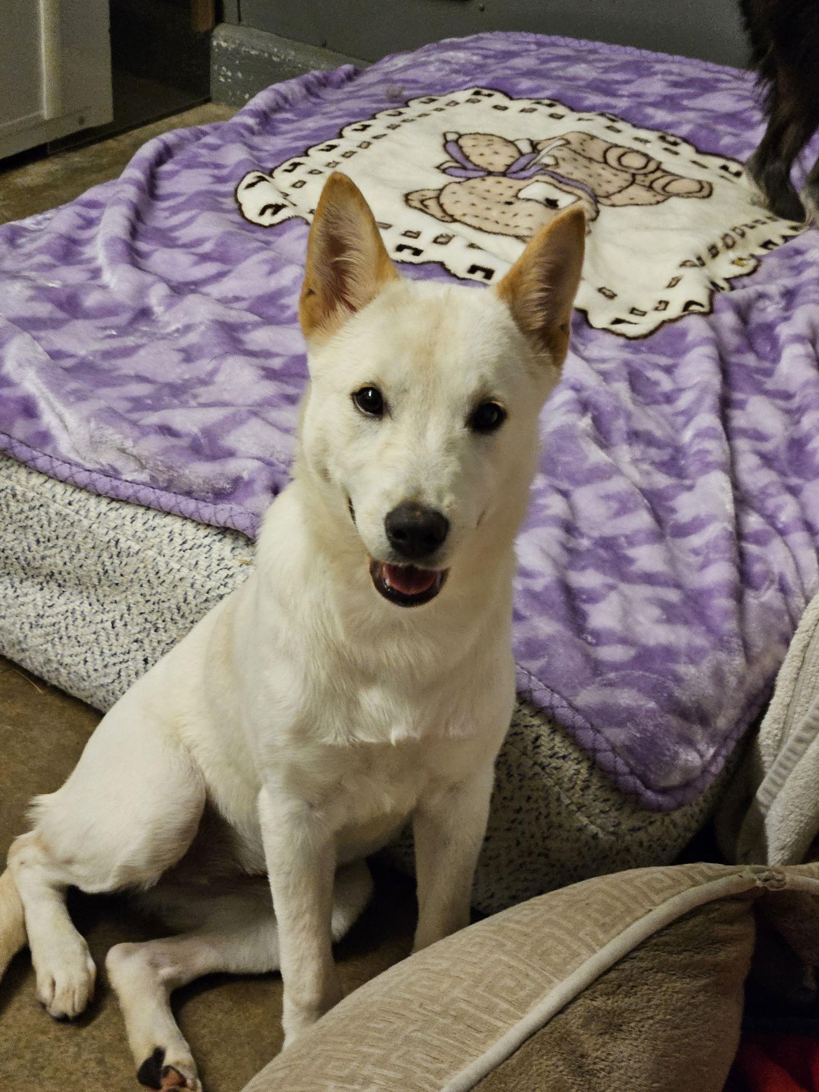 Enlarge PINK, a Adoptable mixed breed in Agoura Hills, CA image 3/3