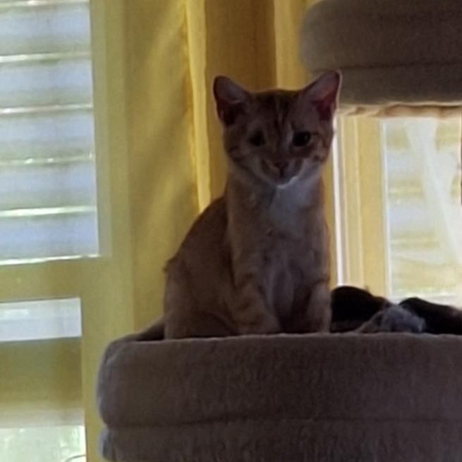 Minus, Adoptable, Kitten Male Domestic Short Hair.