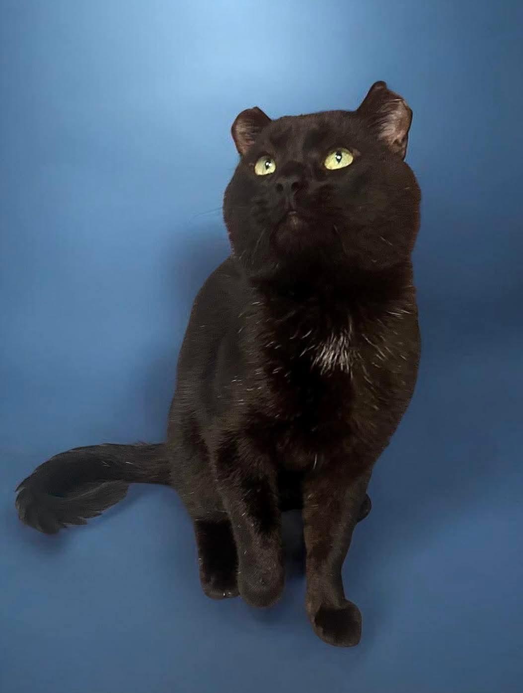 Ted, Adoptable, Adult Male Domestic Short Hair.