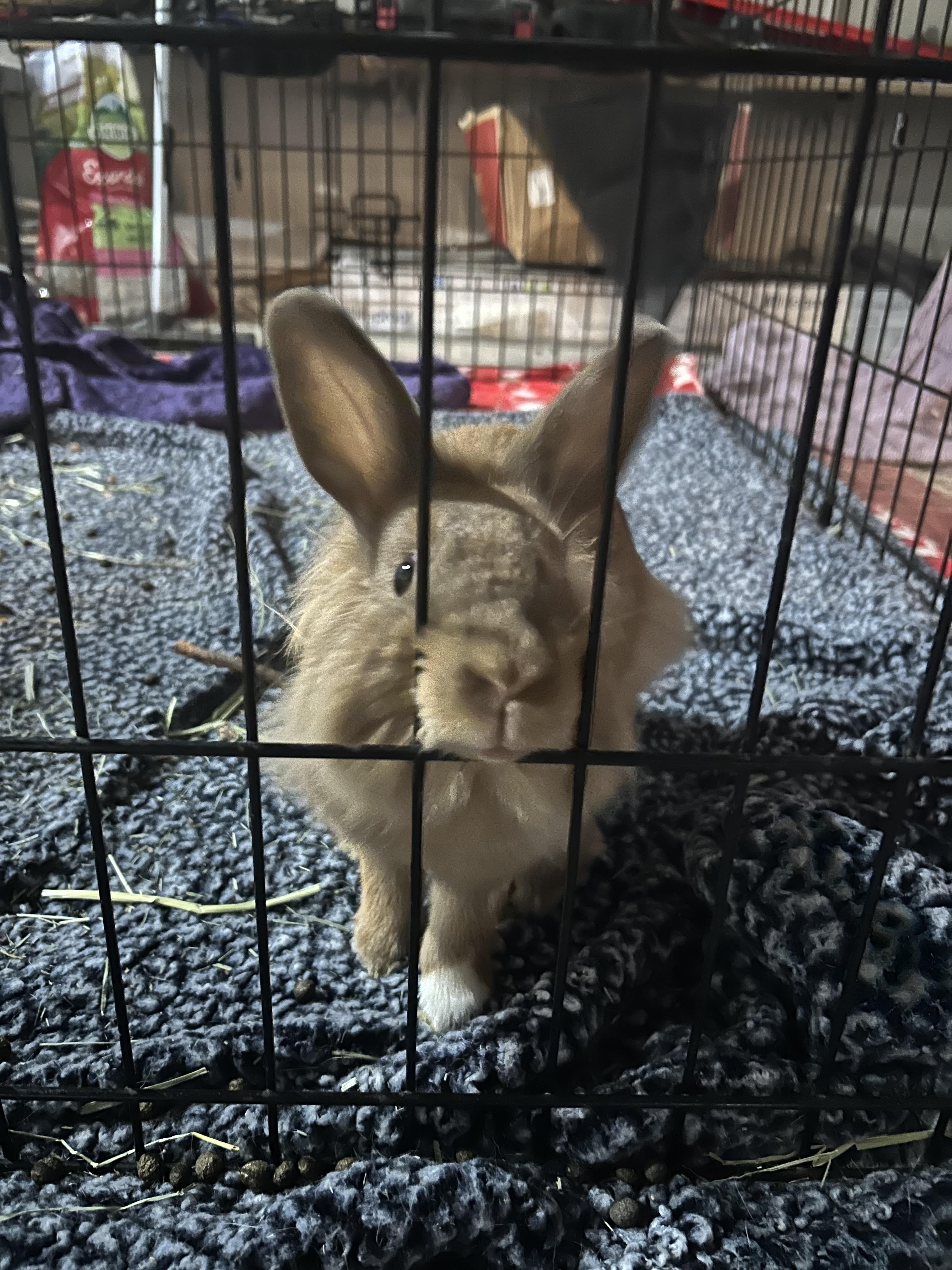 Enlarge Sir Fluffington, a Adopted mixed breed in Akron, OH image 5/6