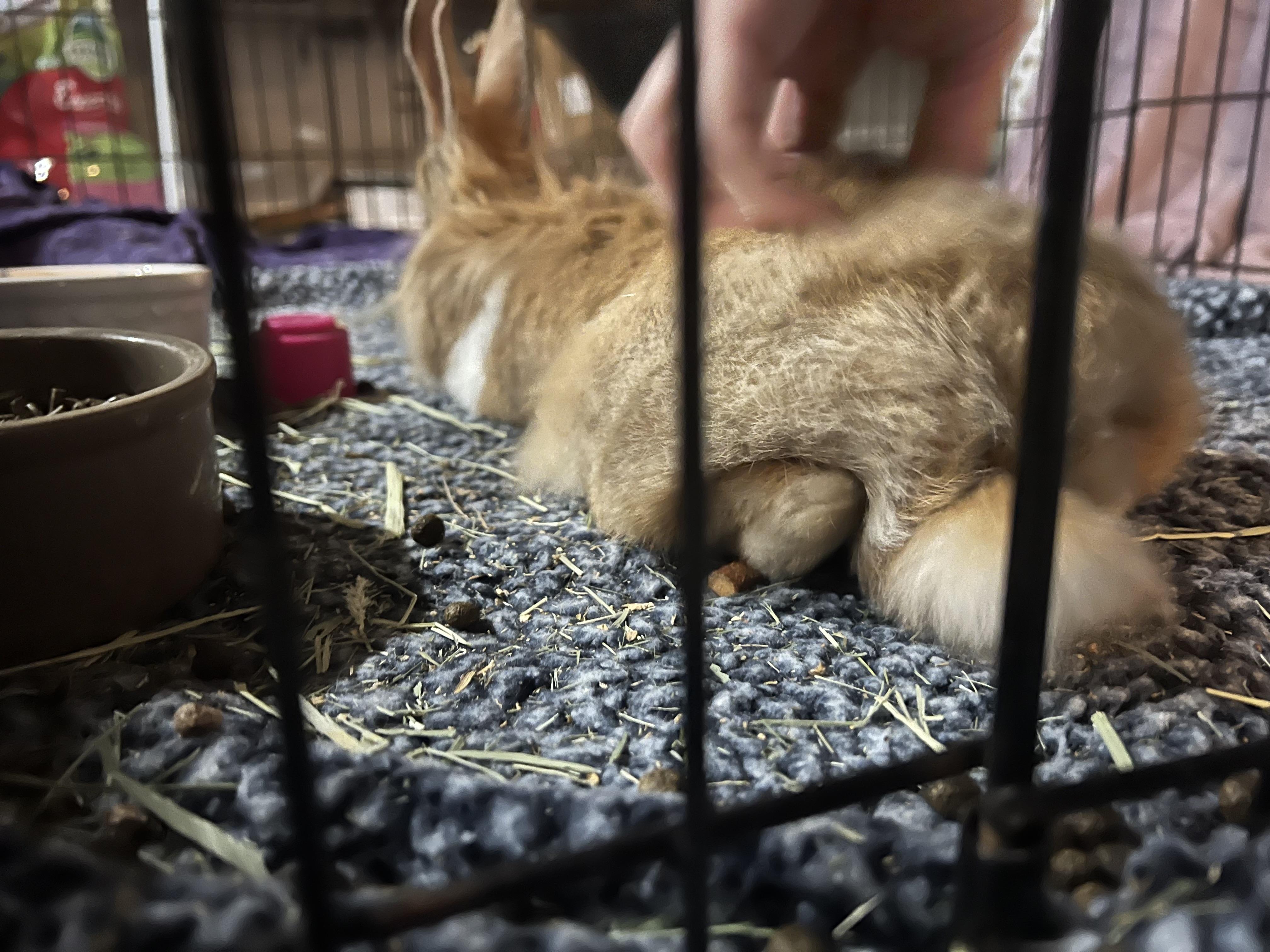 Enlarge Sir Fluffington, a Adopted mixed breed in Akron, OH image 2/6