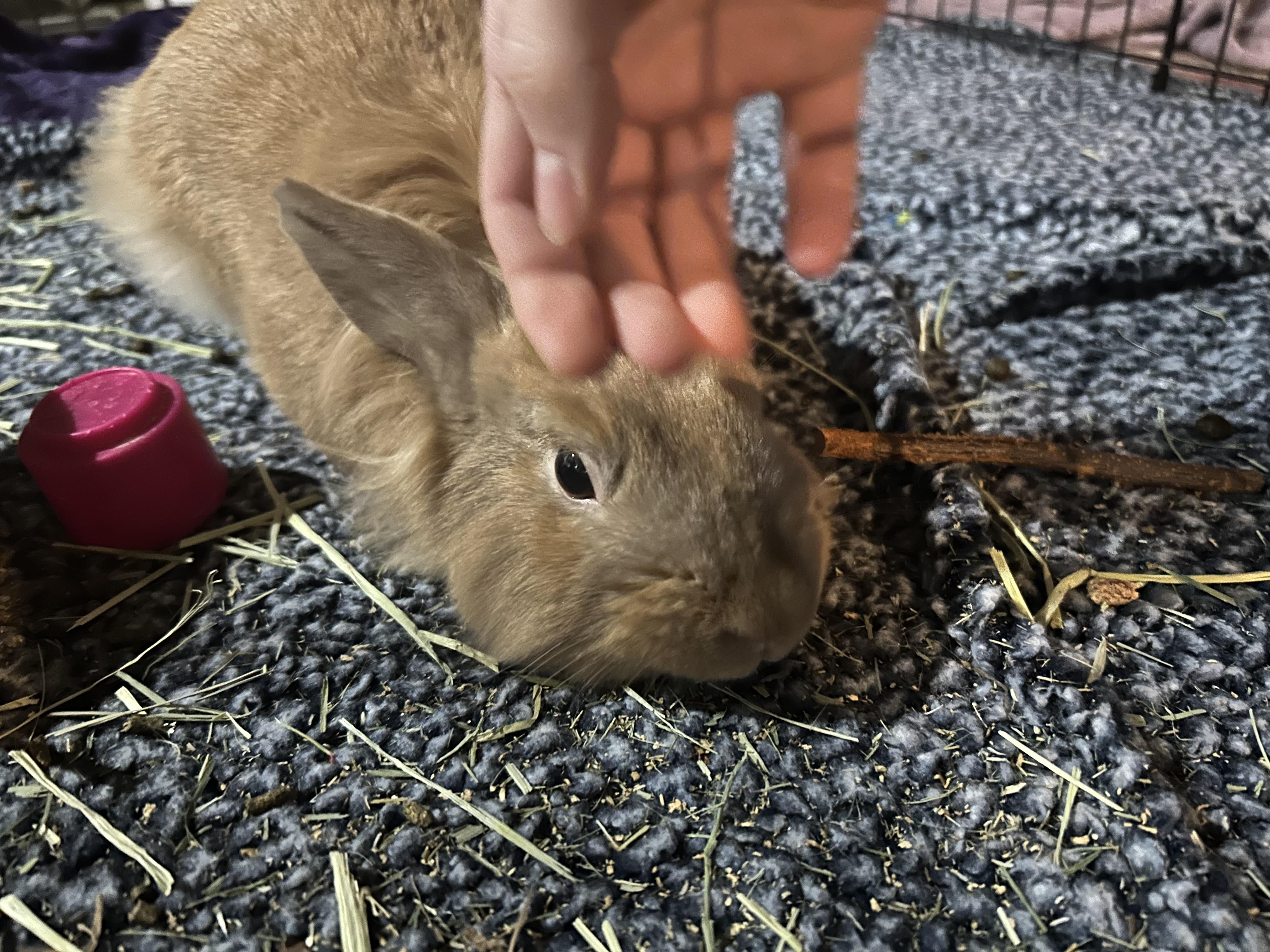 Enlarge Sir Fluffington, a Adopted mixed breed in Akron, OH image 4/6