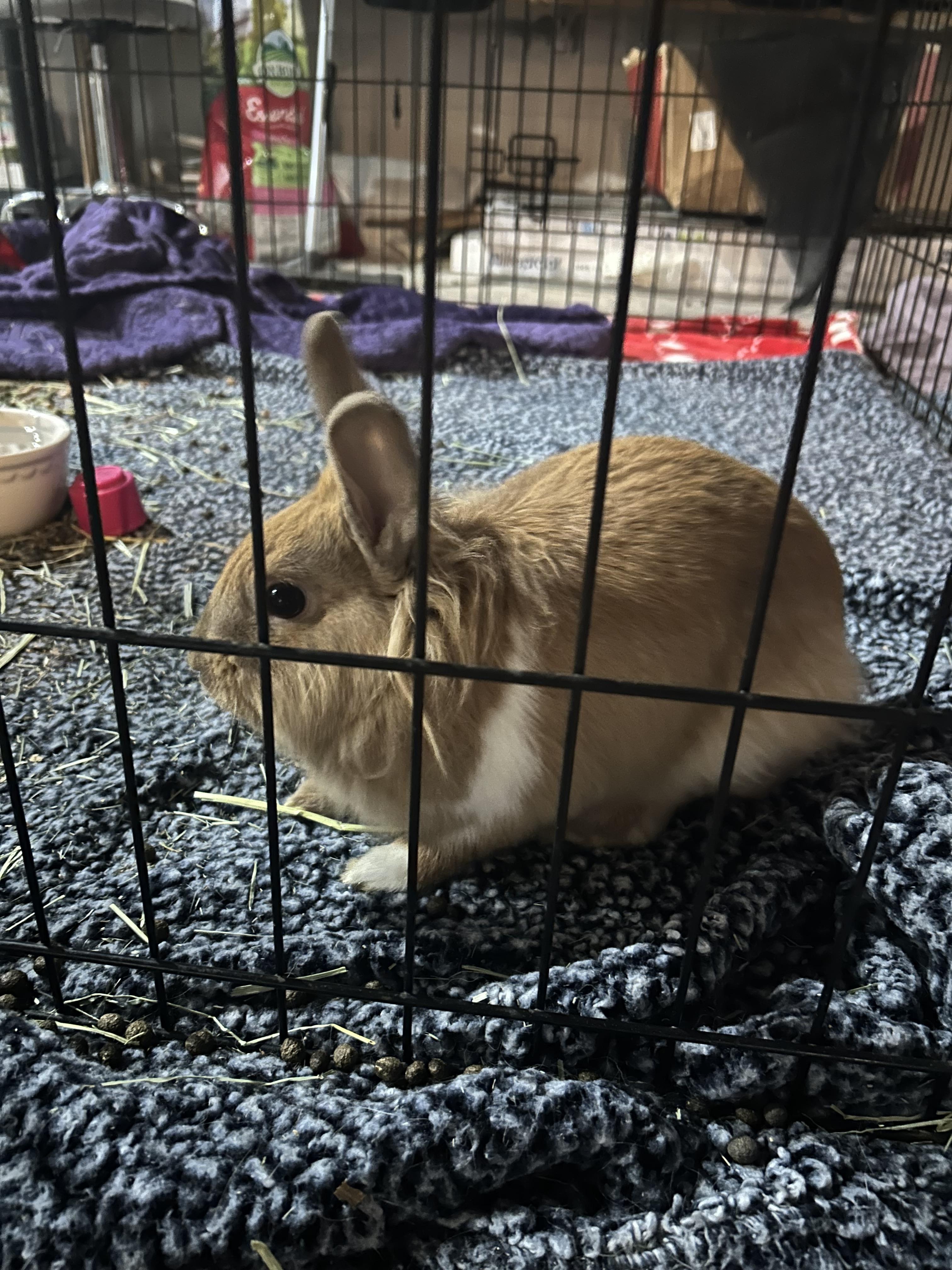 Enlarge Sir Fluffington, a Adopted mixed breed in Akron, OH image 6/6