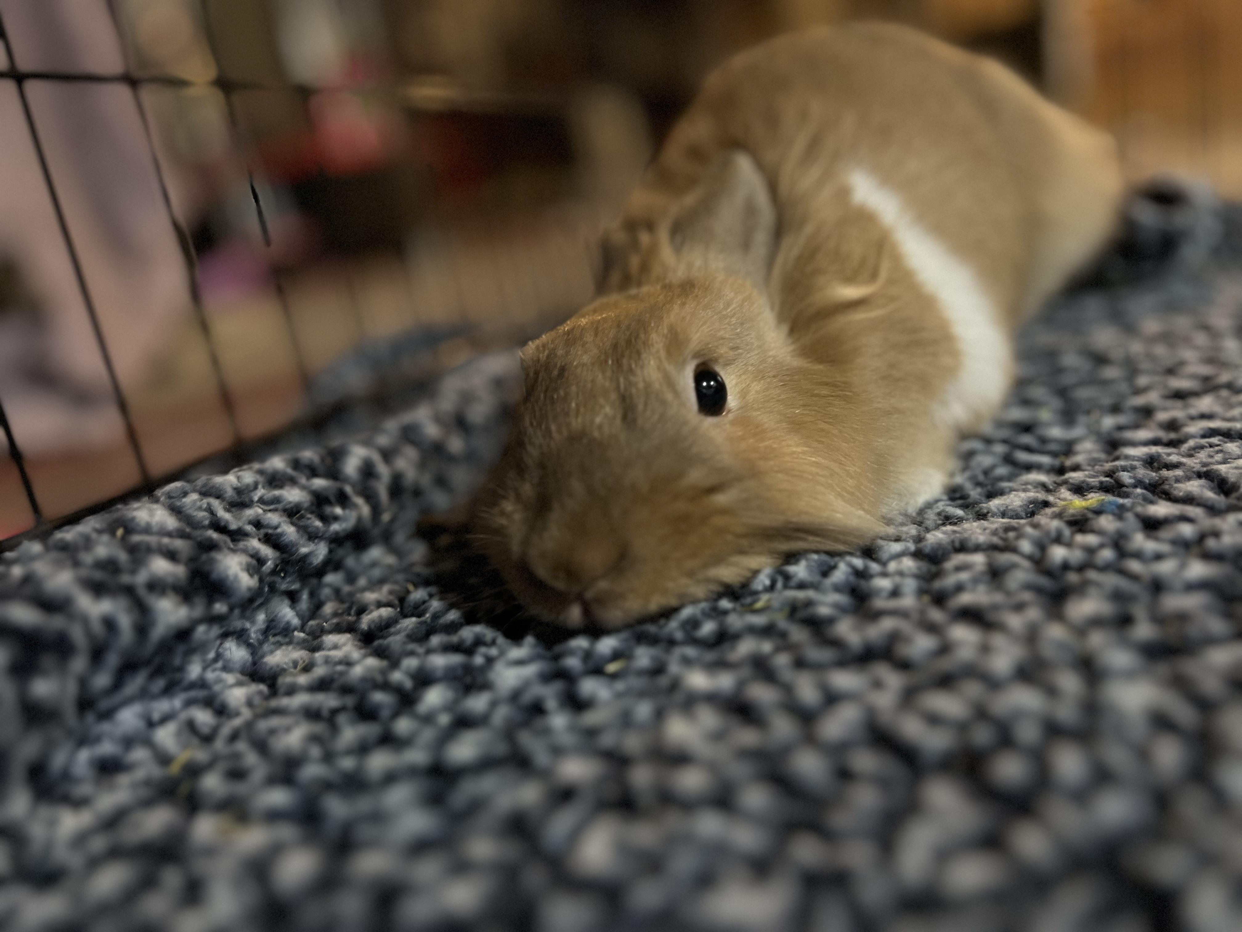 Enlarge Sir Fluffington, a Adopted mixed breed in Akron, OH image 1/6