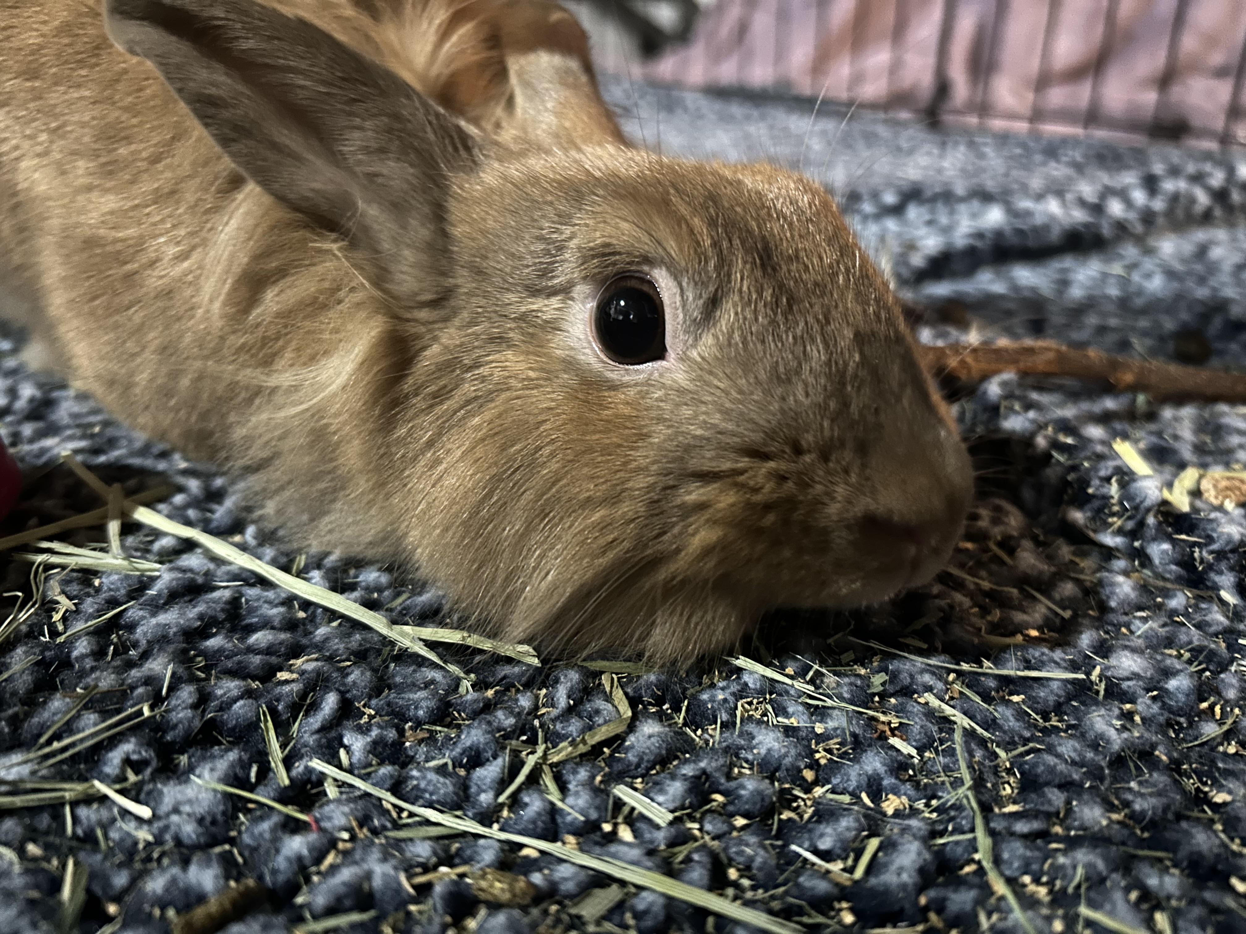 Enlarge Sir Fluffington, a Adopted mixed breed in Akron, OH image 3/6